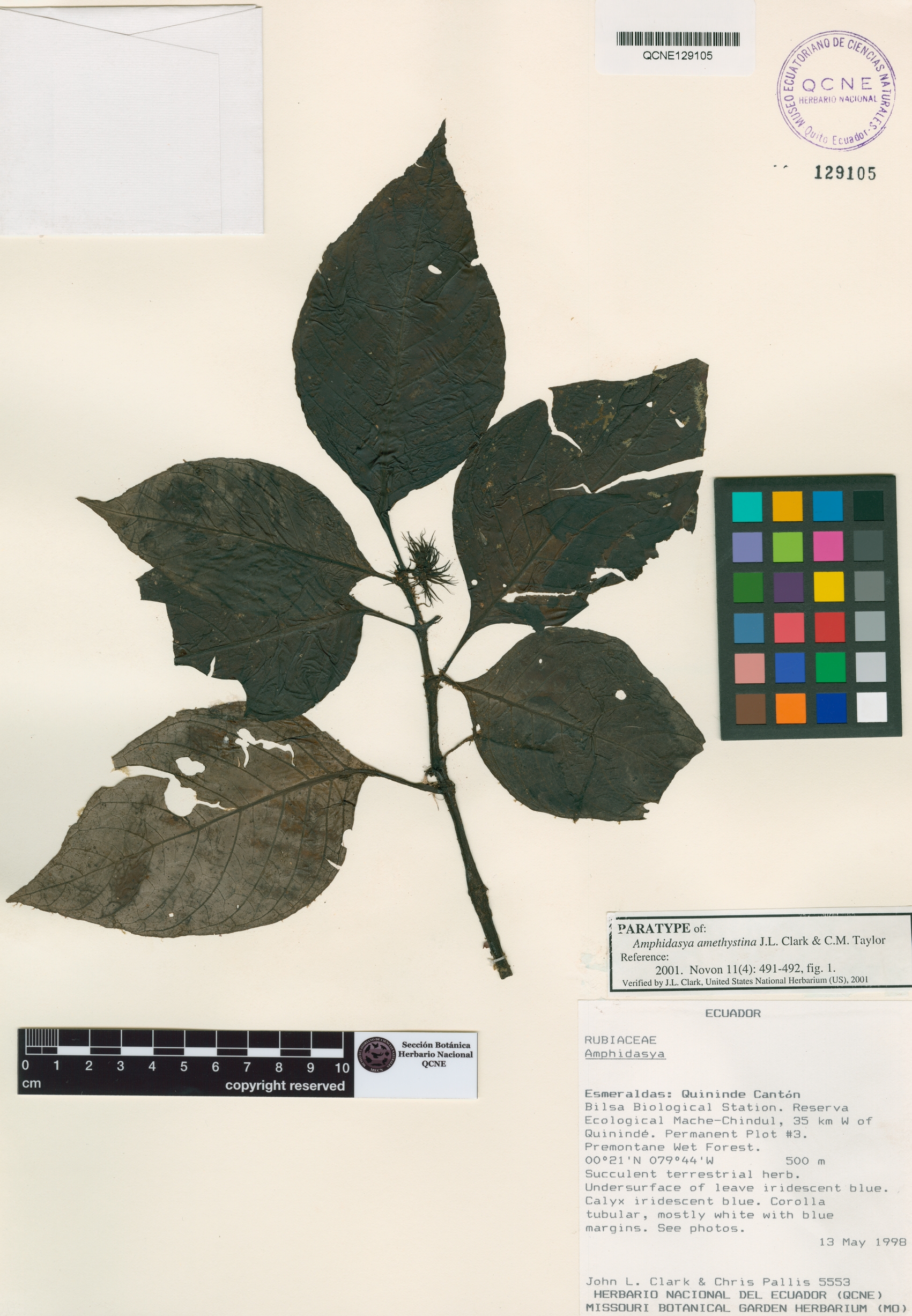 Amphidasya amethystina image