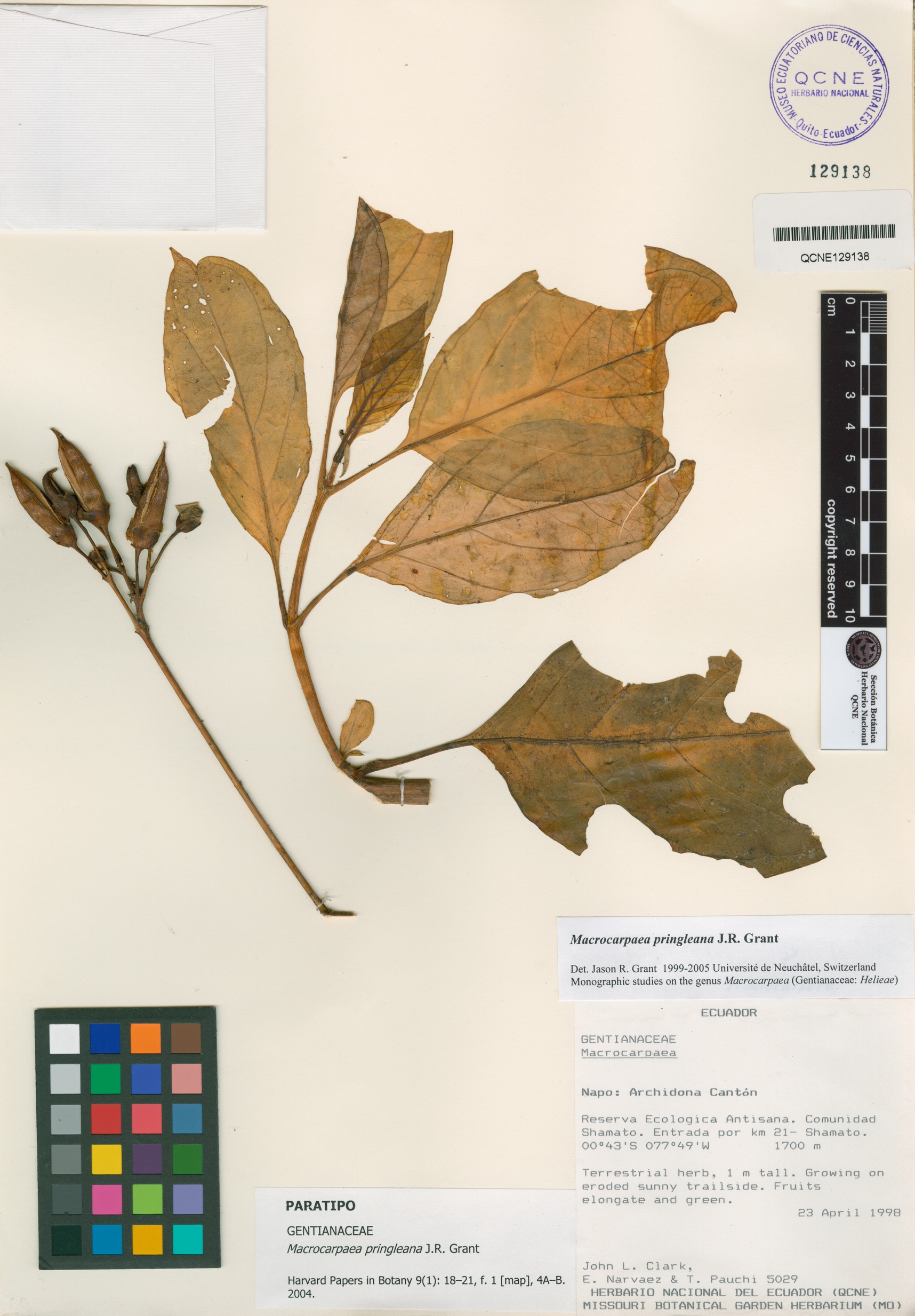 Macrocarpaea pringleana image