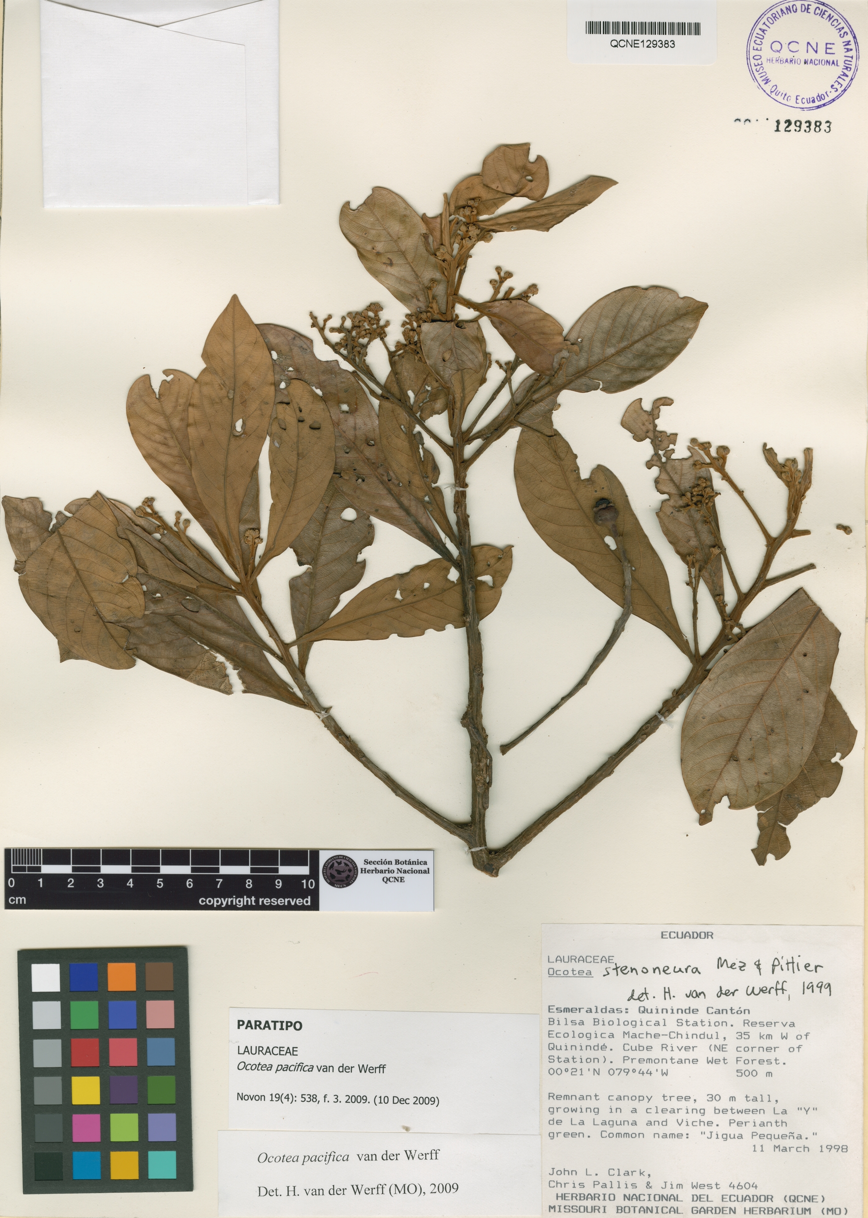 Ocotea pacifica image