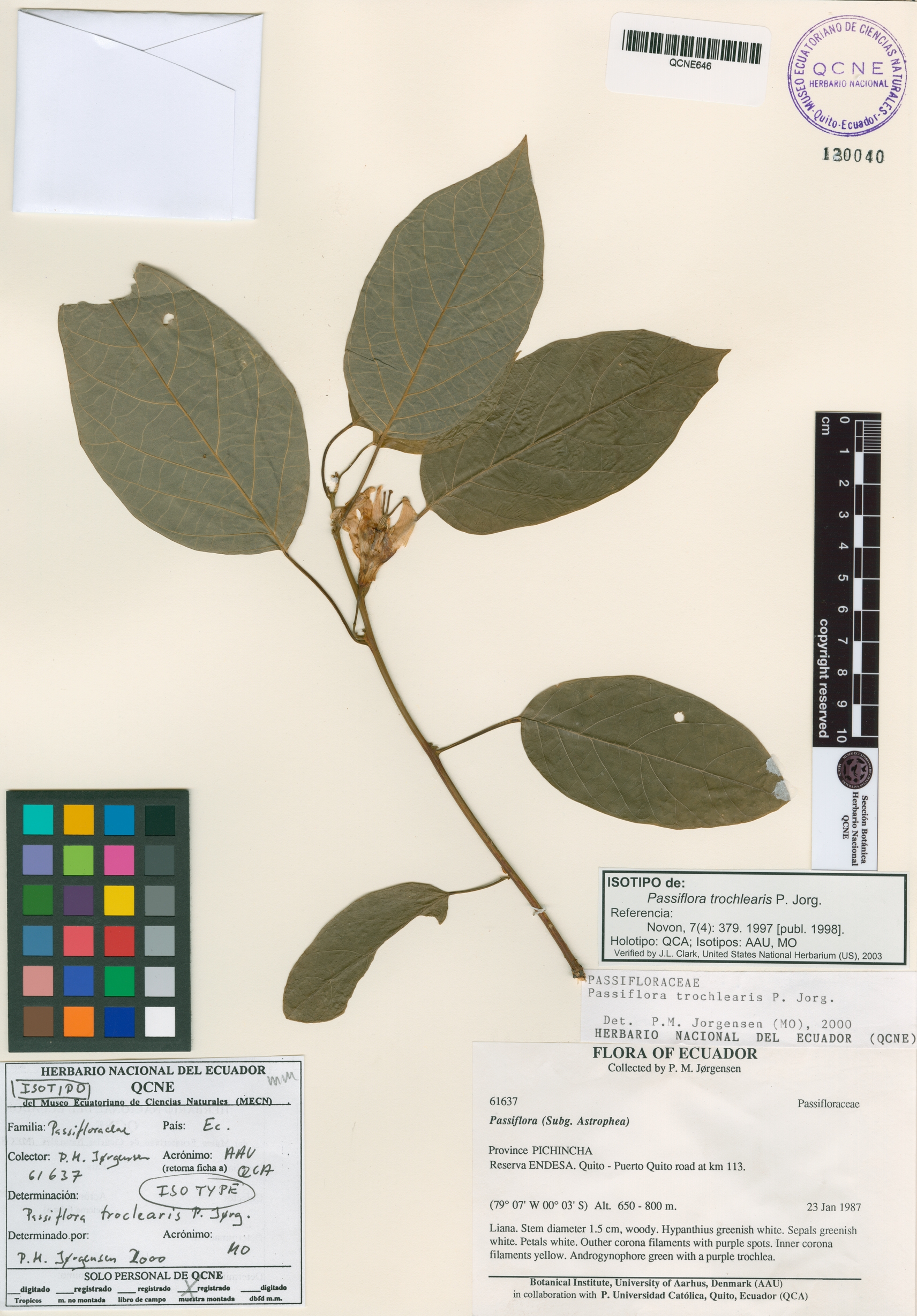 Palicourea flaviflora image
