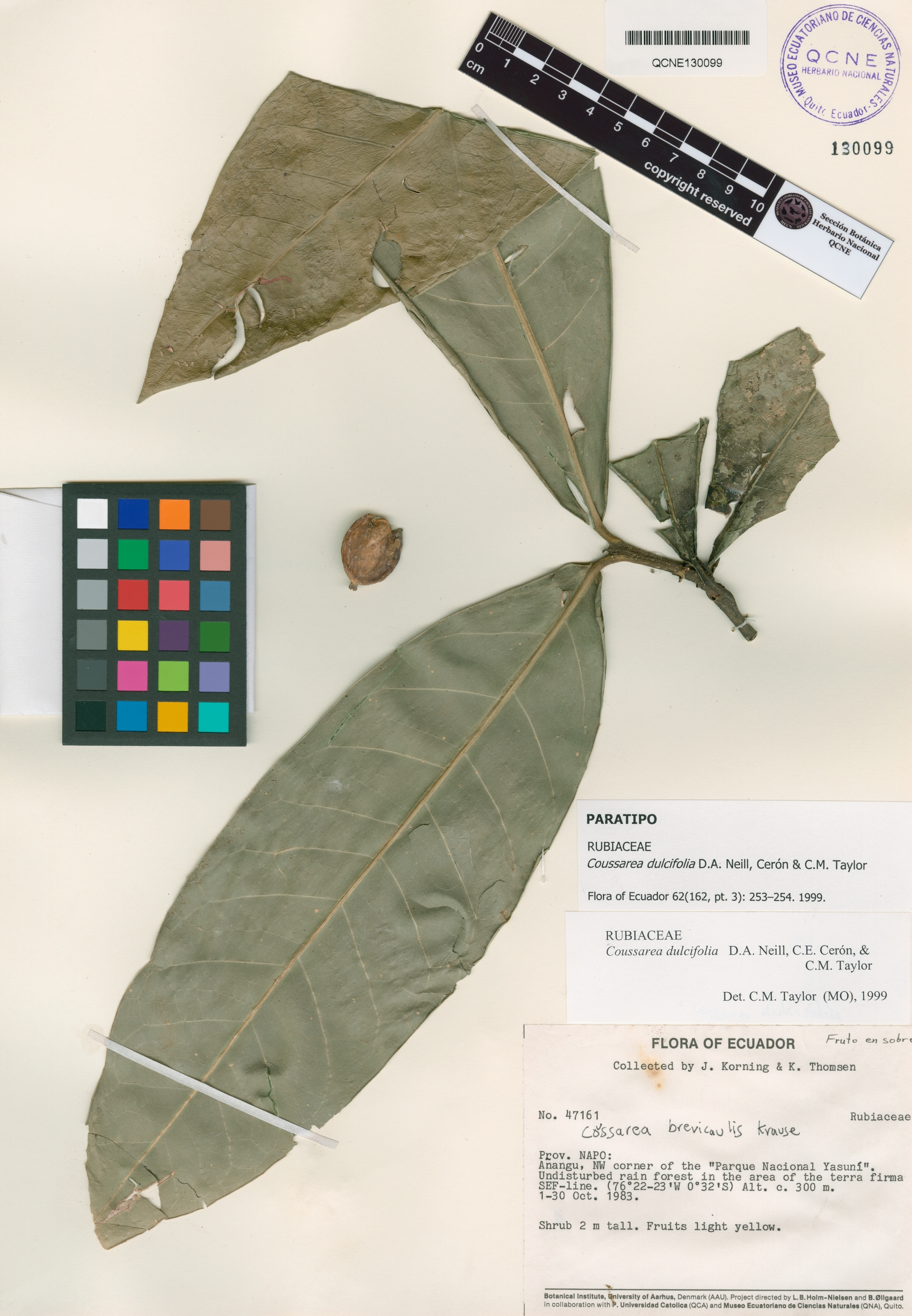 Coussarea dulcifolia image