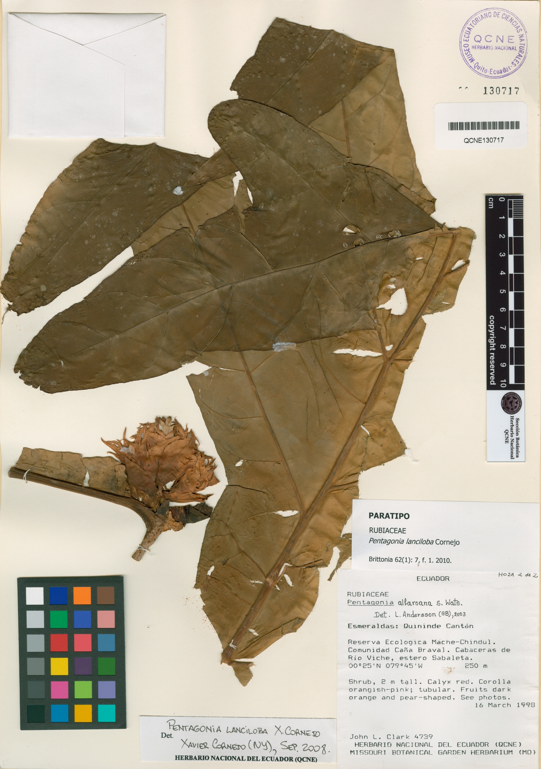 Pentagonia lanciloba image