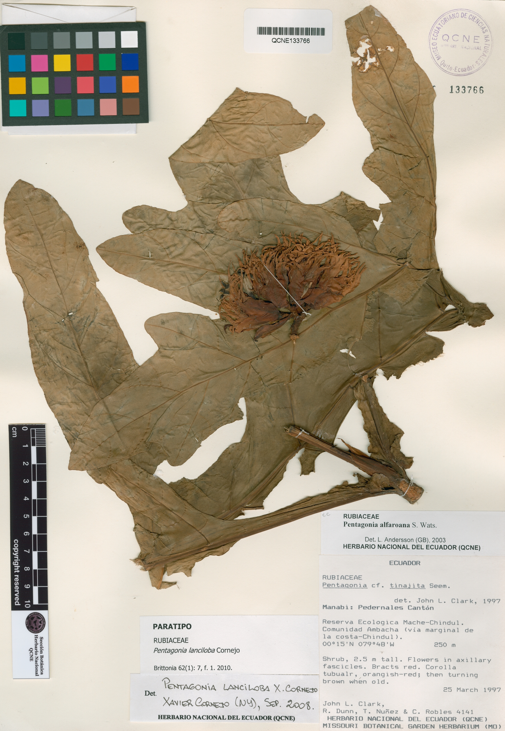 Pentagonia lanciloba image