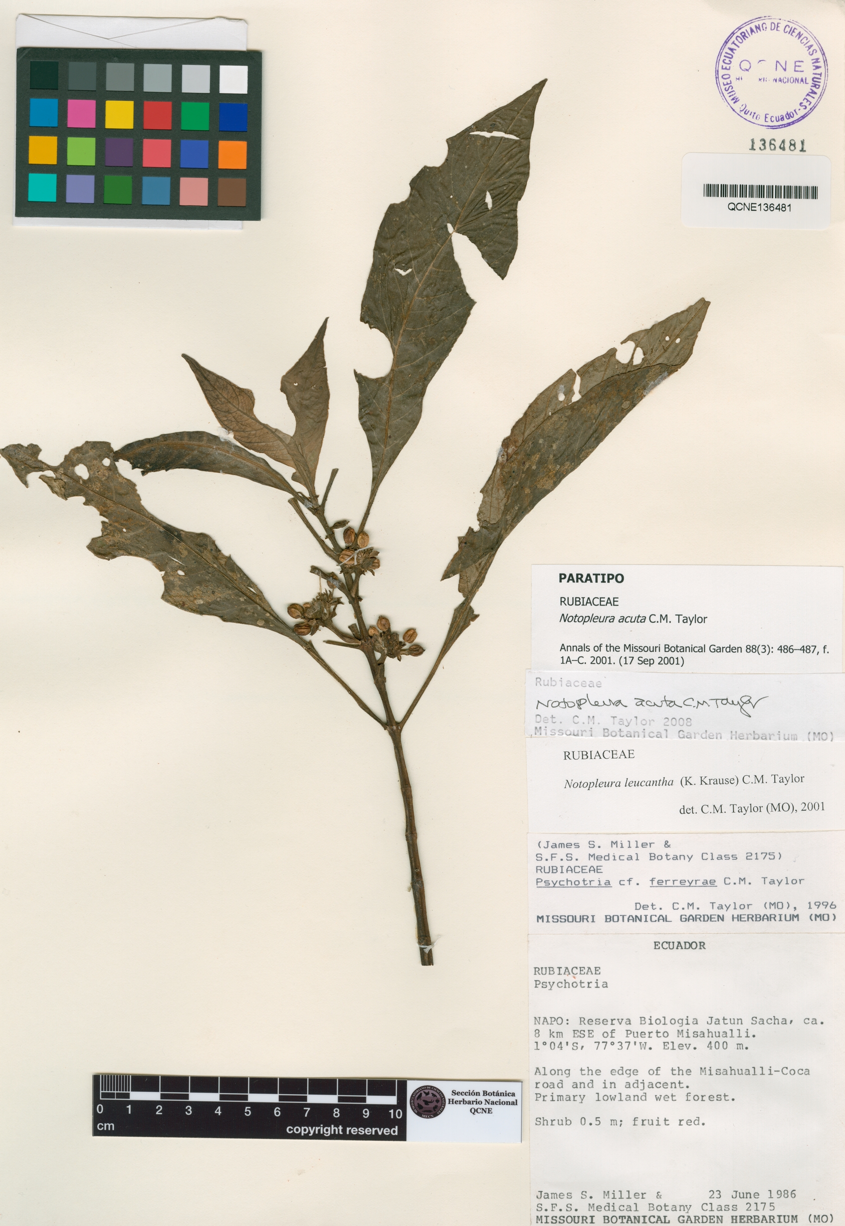 Notopleura acuta image