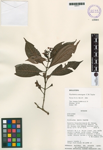 Psychotria convergens image