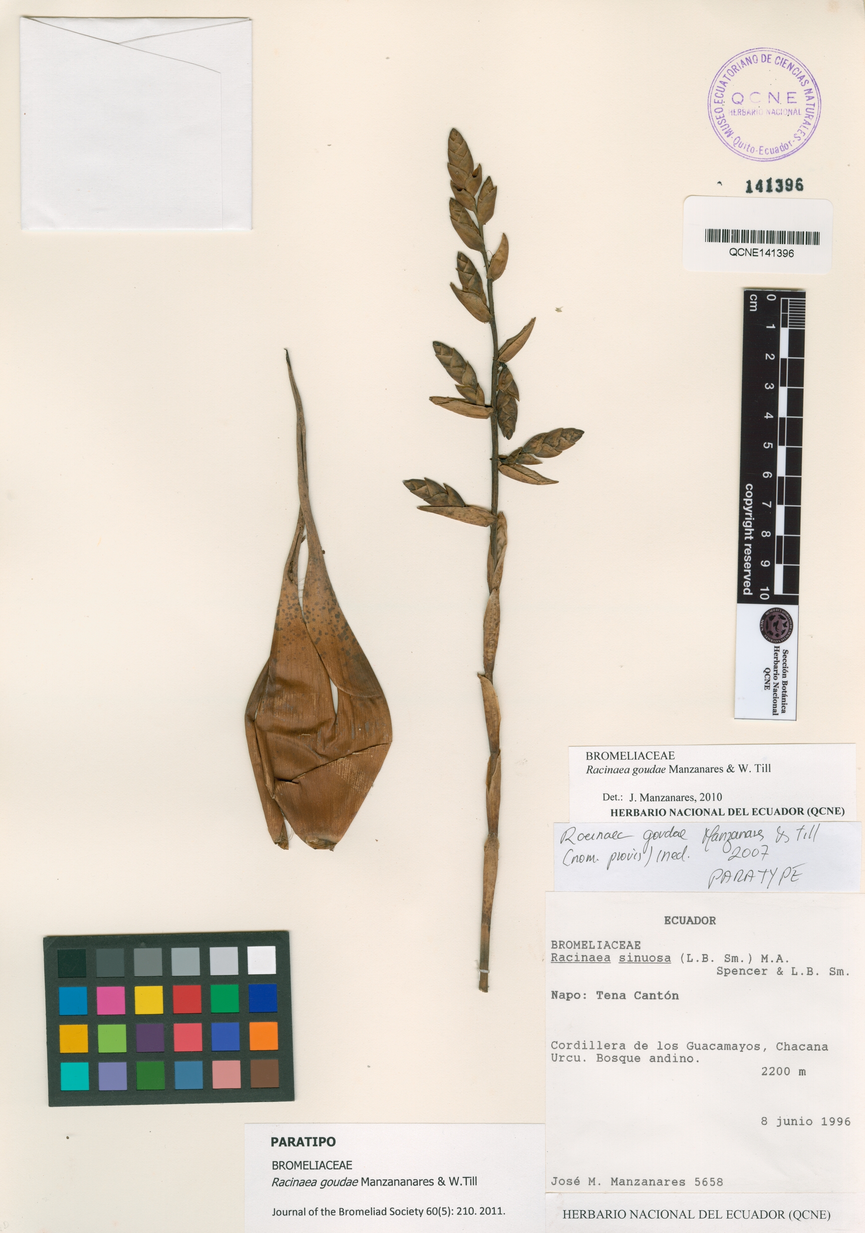 Racinaea goudae image