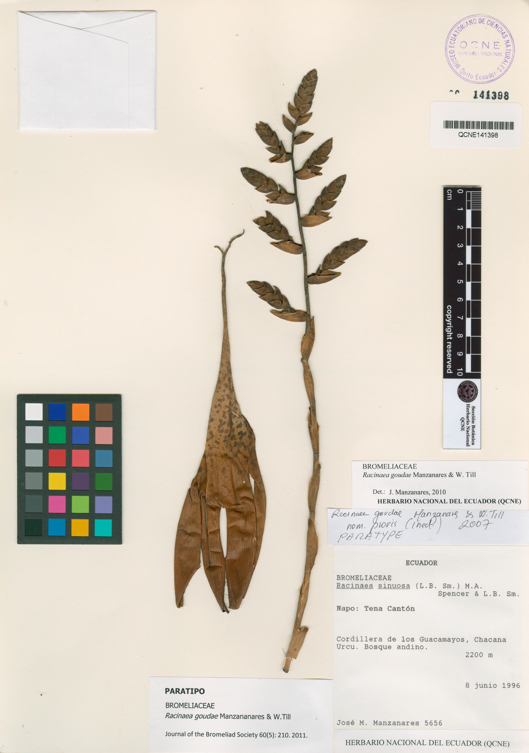 Racinaea goudae image