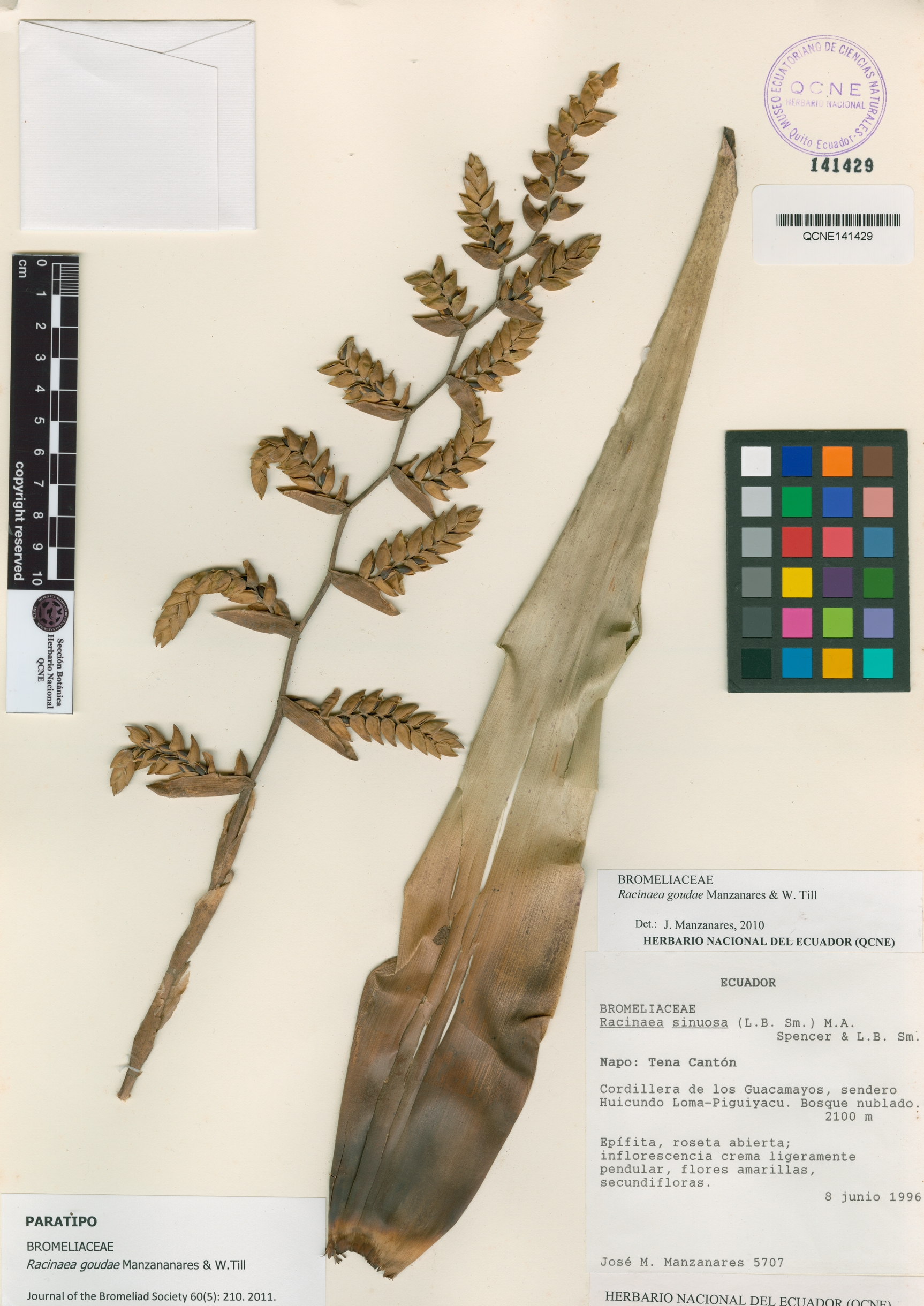 Racinaea goudae image