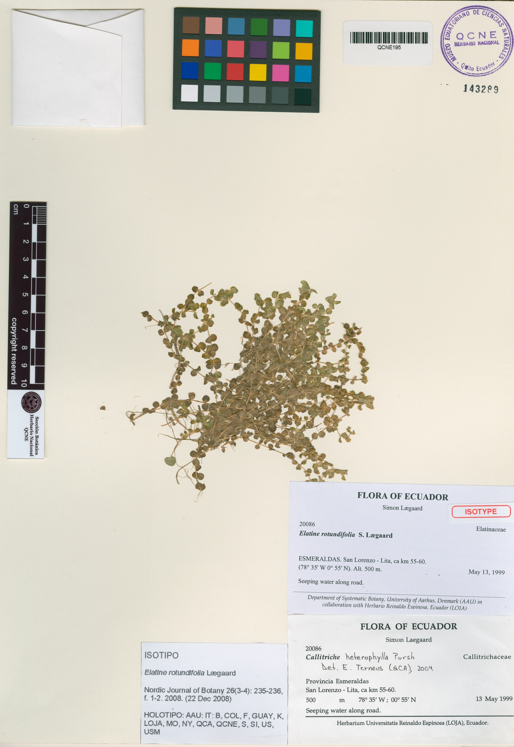 Elatine rotundifolia image