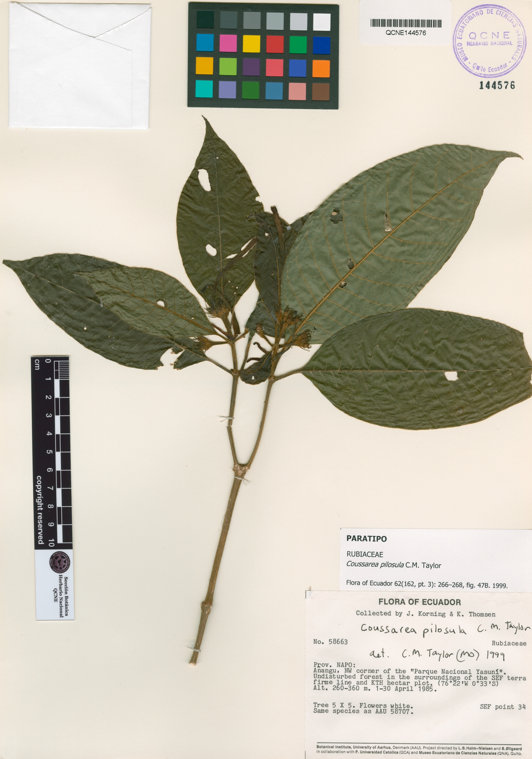 Coussarea pilosula image