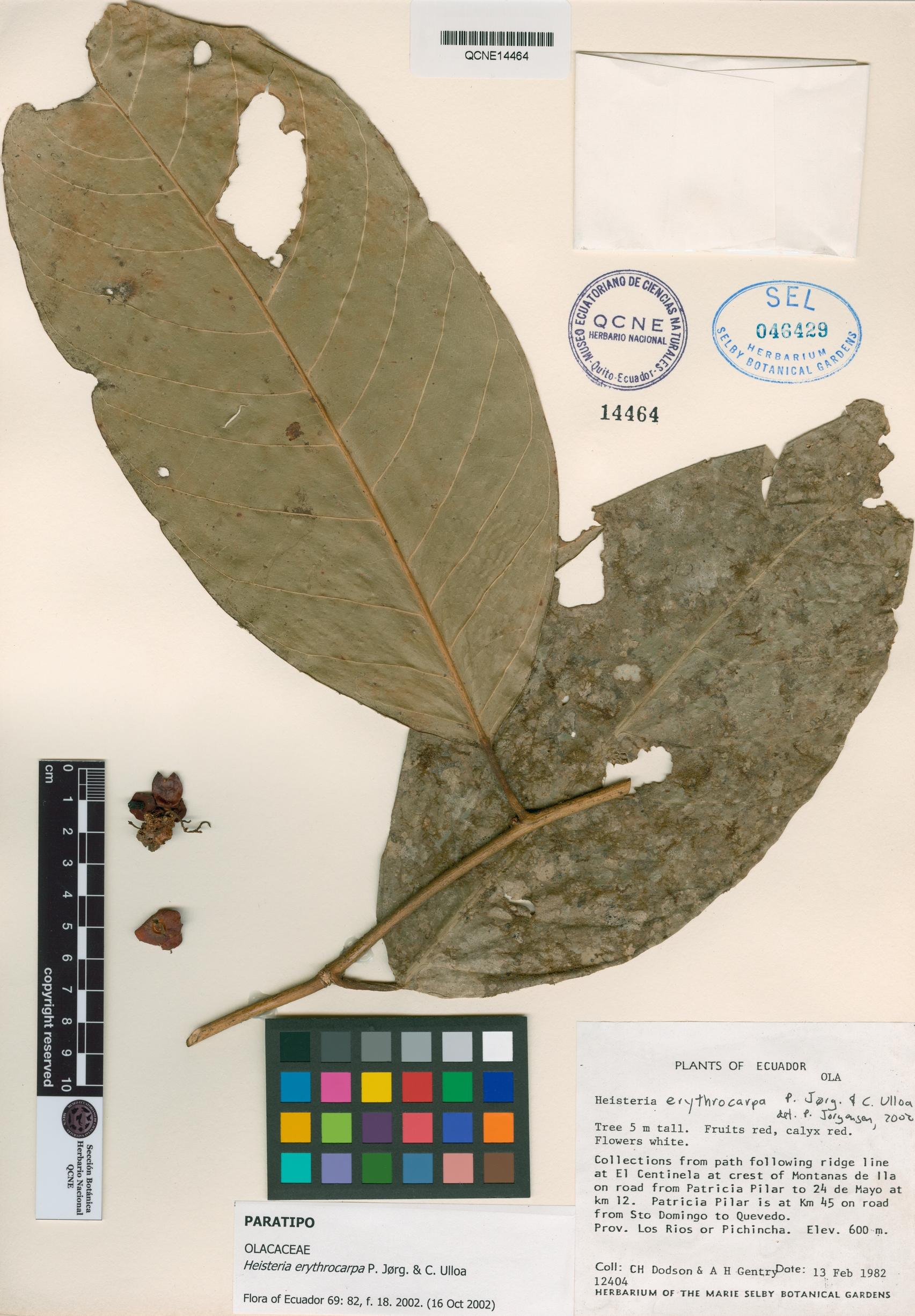 Heisteria erythrocarpa image