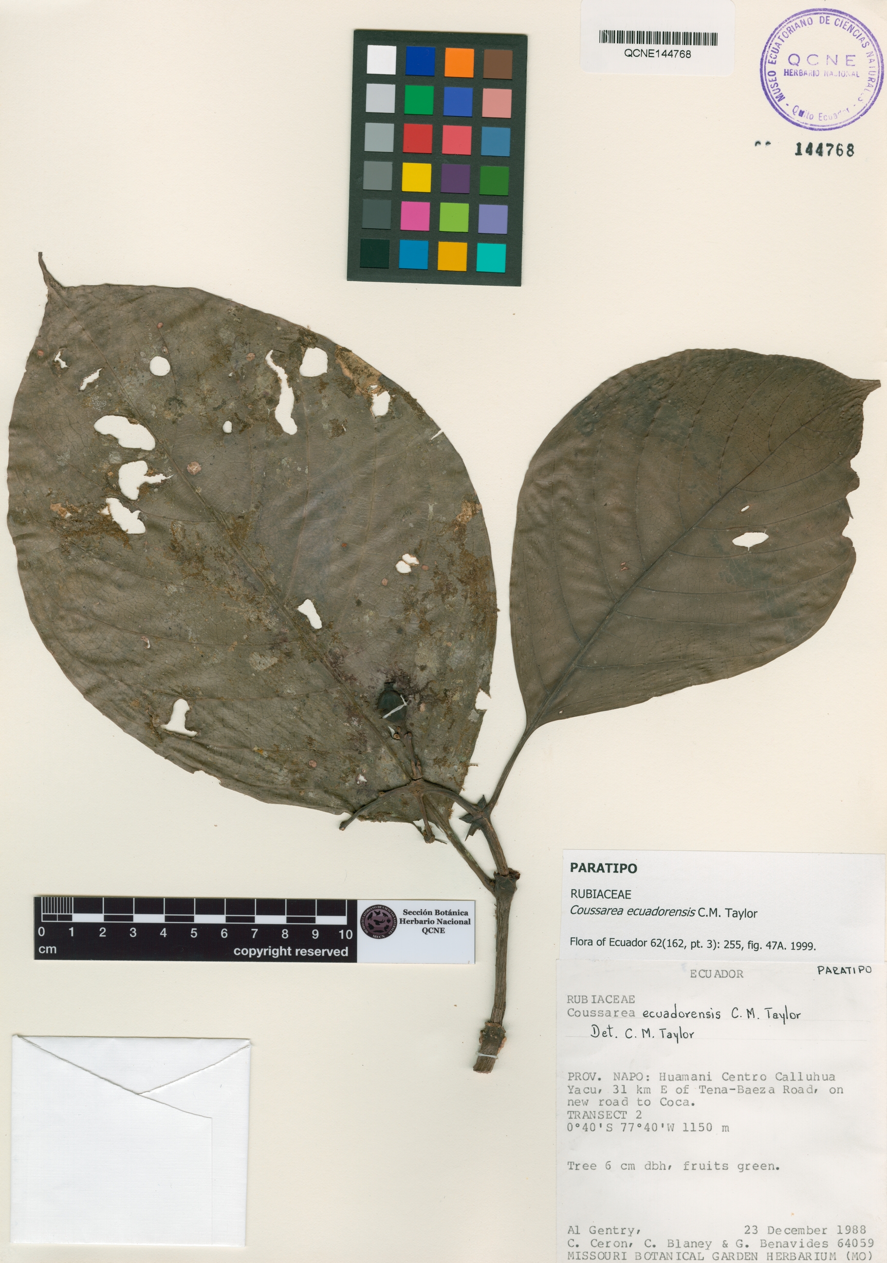 Coussarea ecuadorensis image