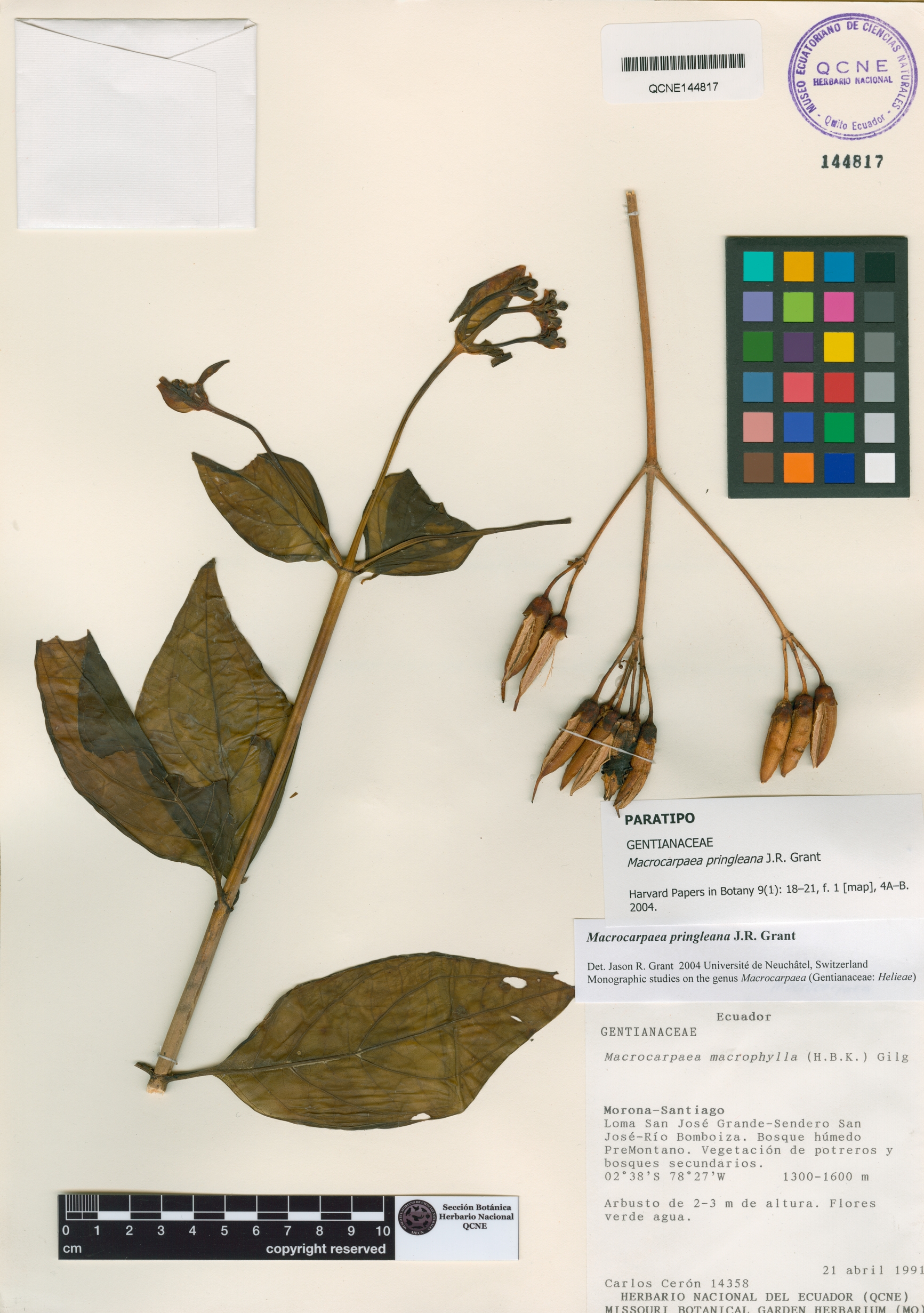 Macrocarpaea pringleana image