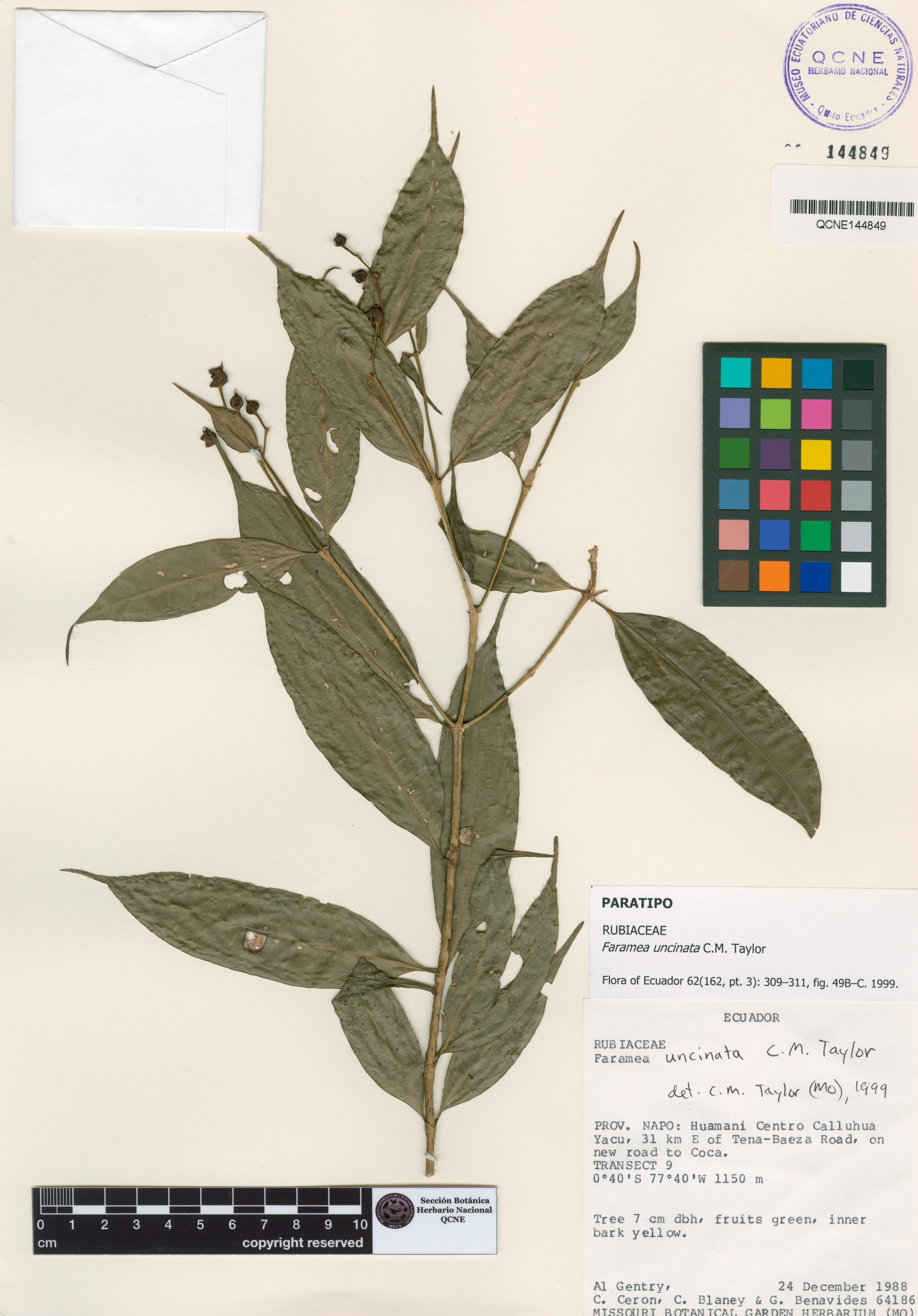 Faramea uncinata image