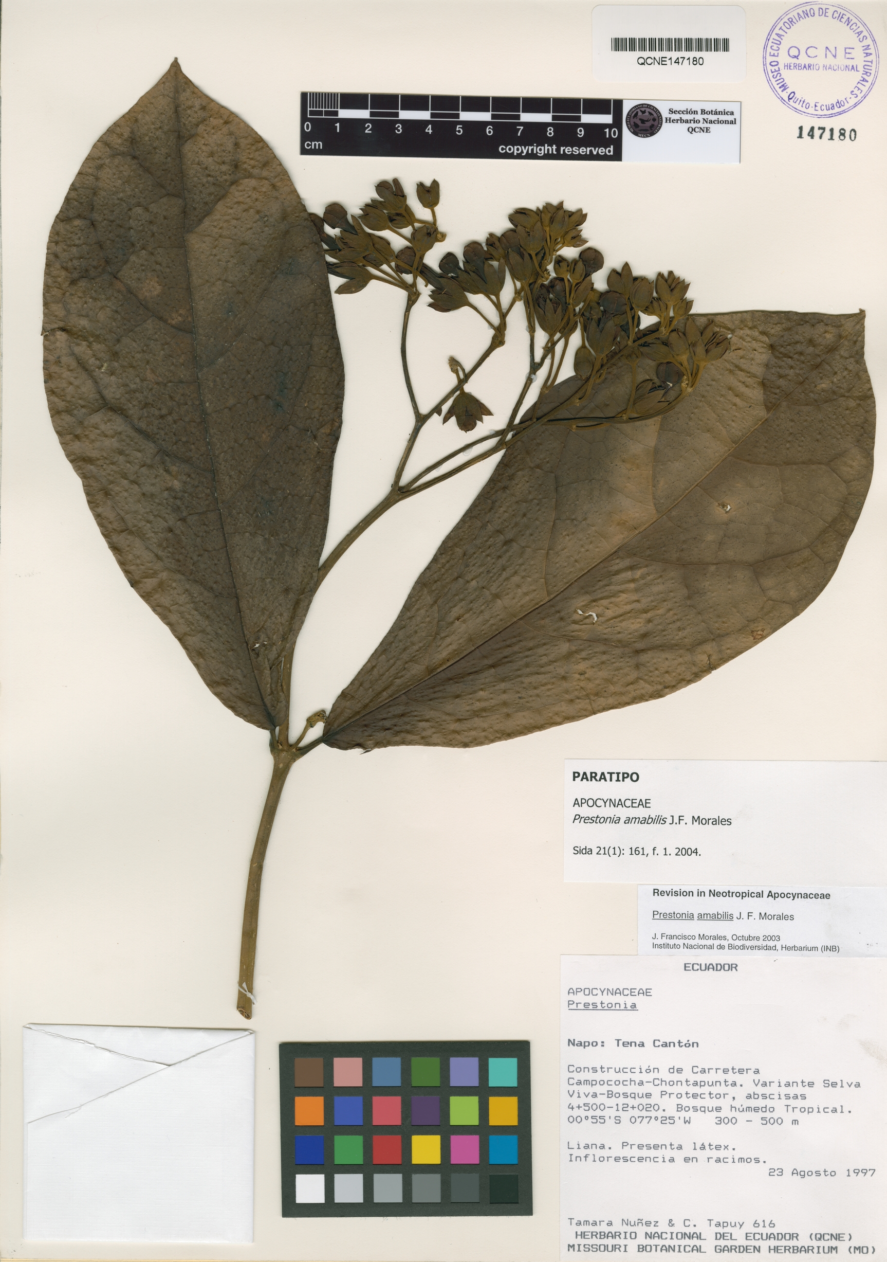 Prestonia amabilis image