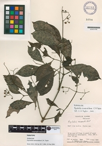Psychotria esmeraldana image