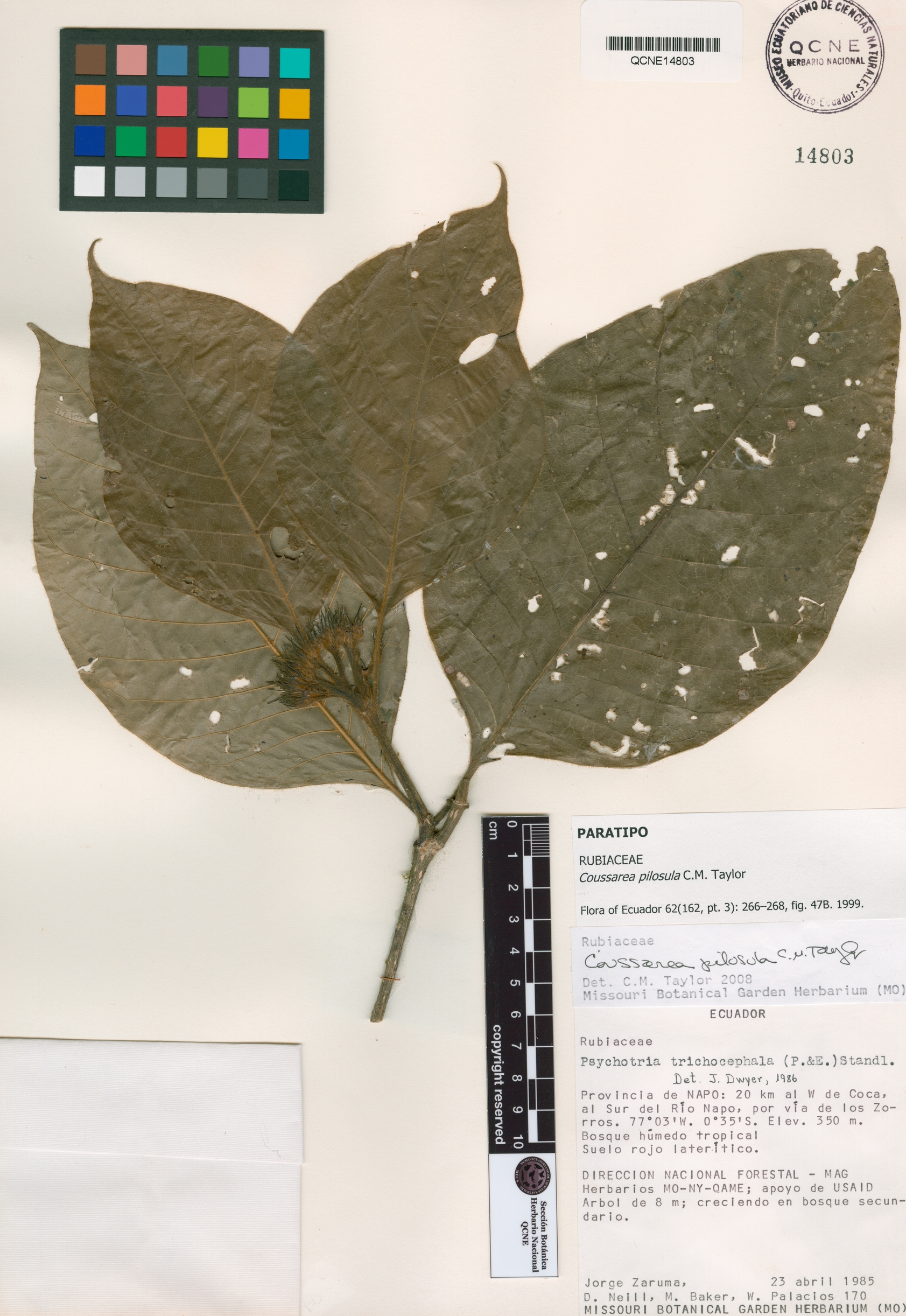 Coussarea pilosula image