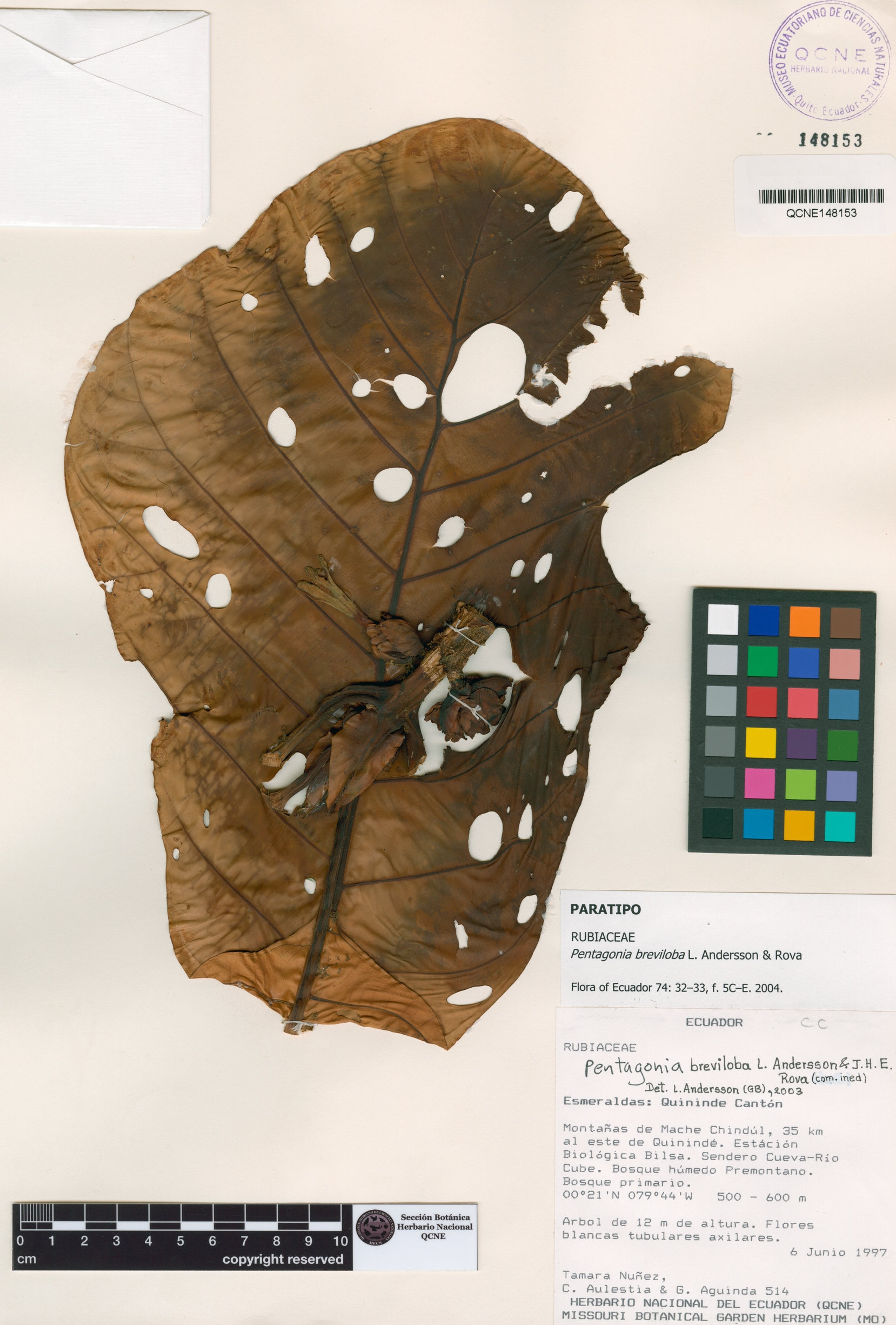 Pentagonia breviloba image