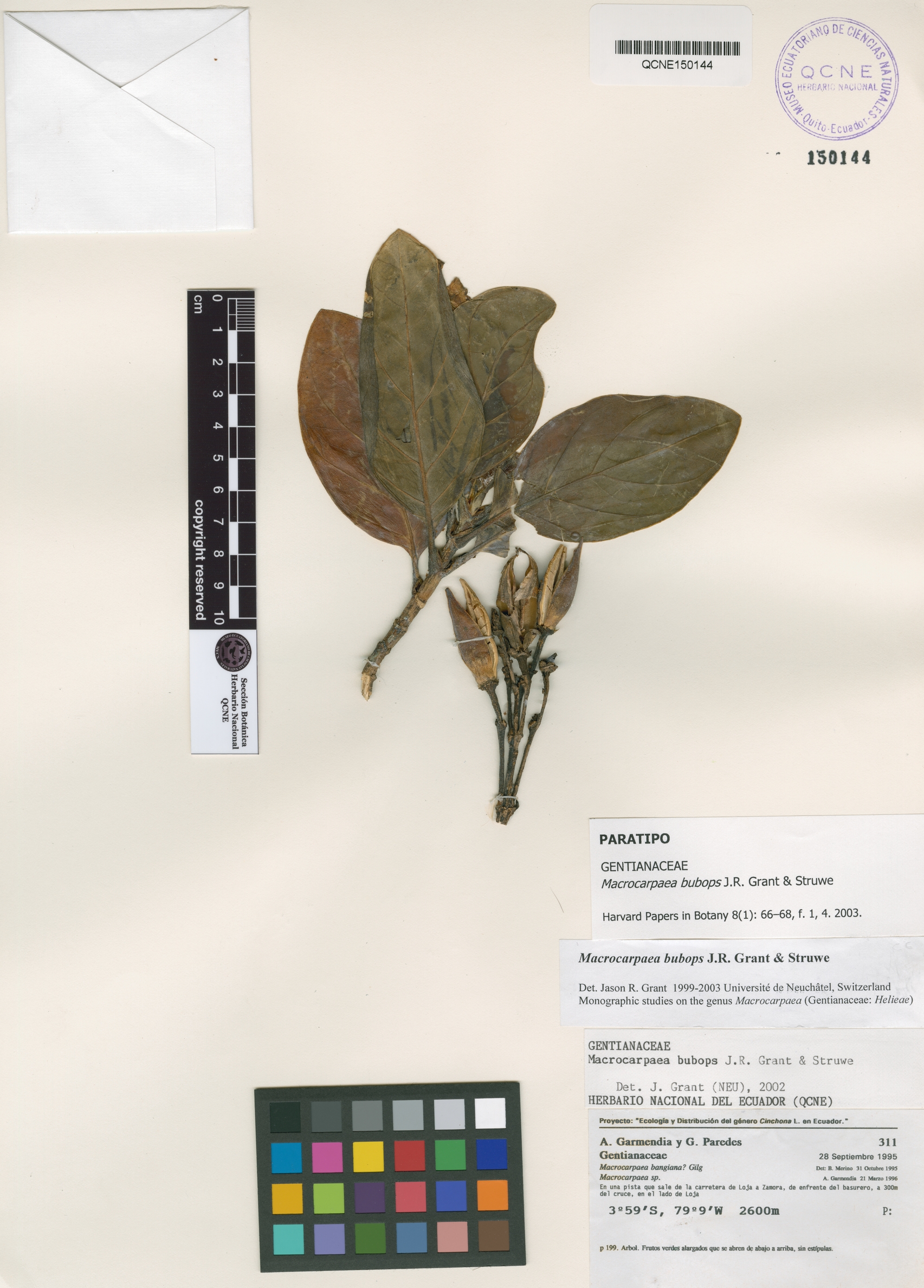 Macrocarpaea bubops image