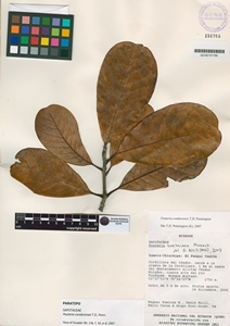 Image of Pouteria condorensis
