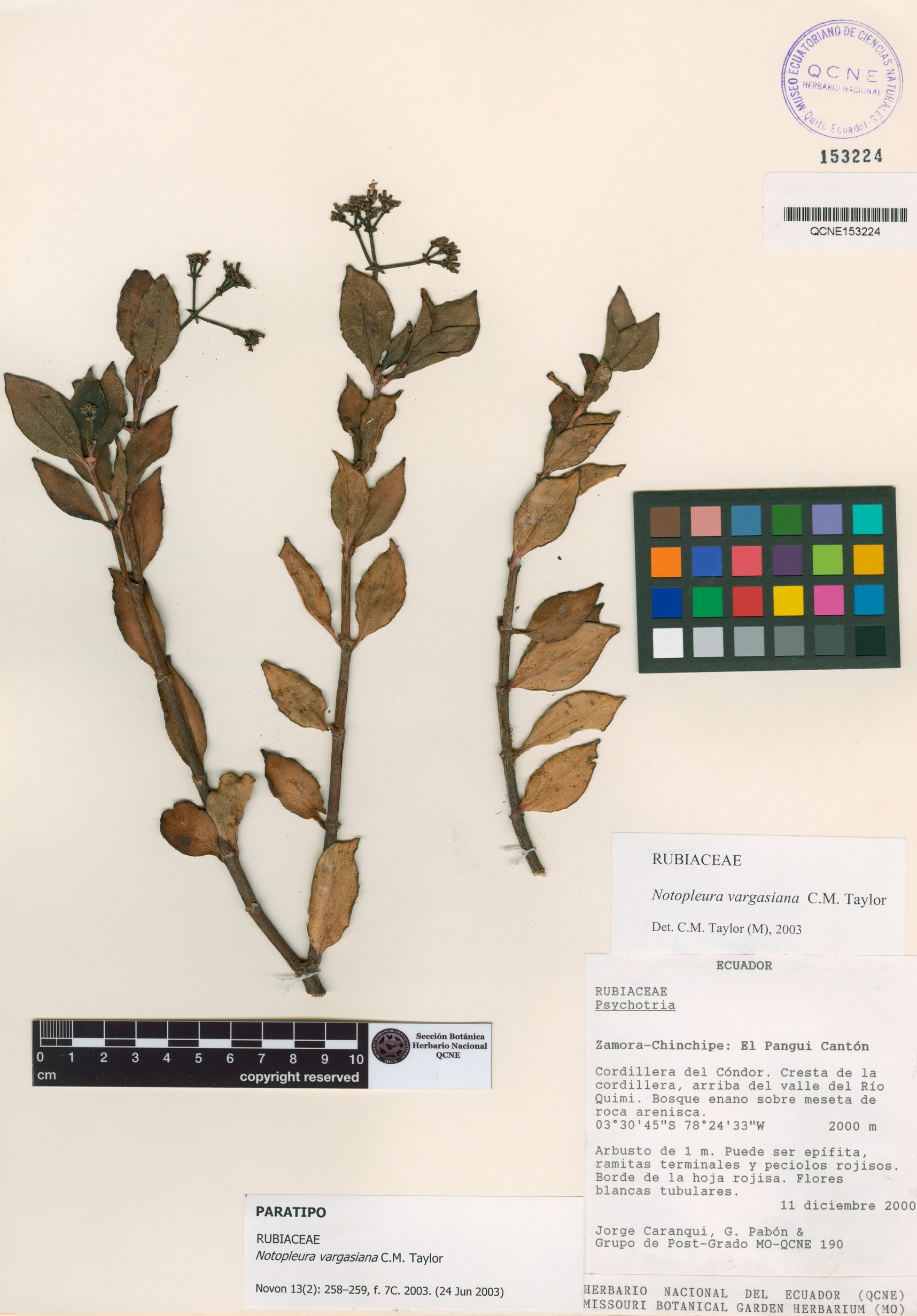 Notopleura vargasiana image