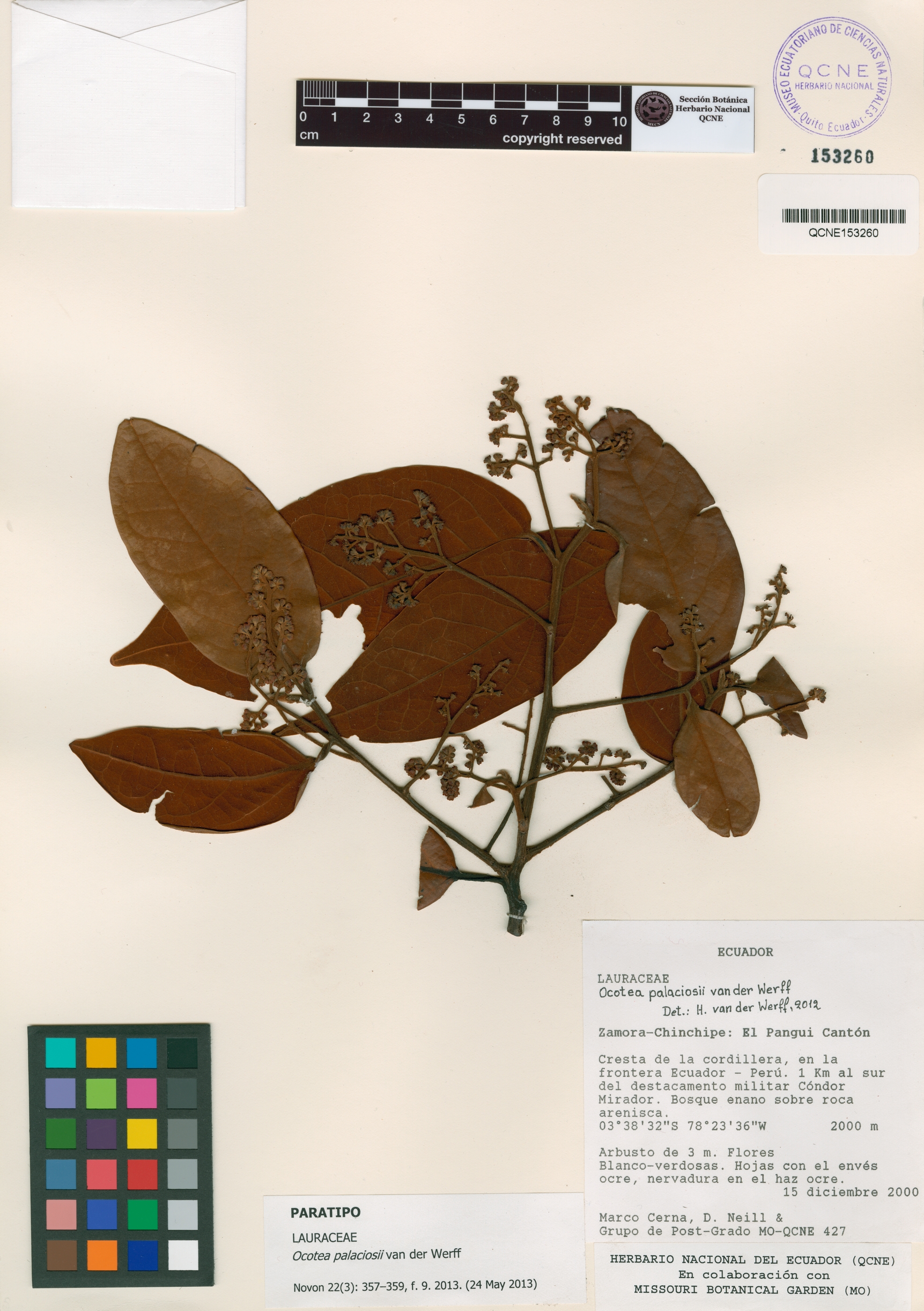 Ocotea palaciosii image