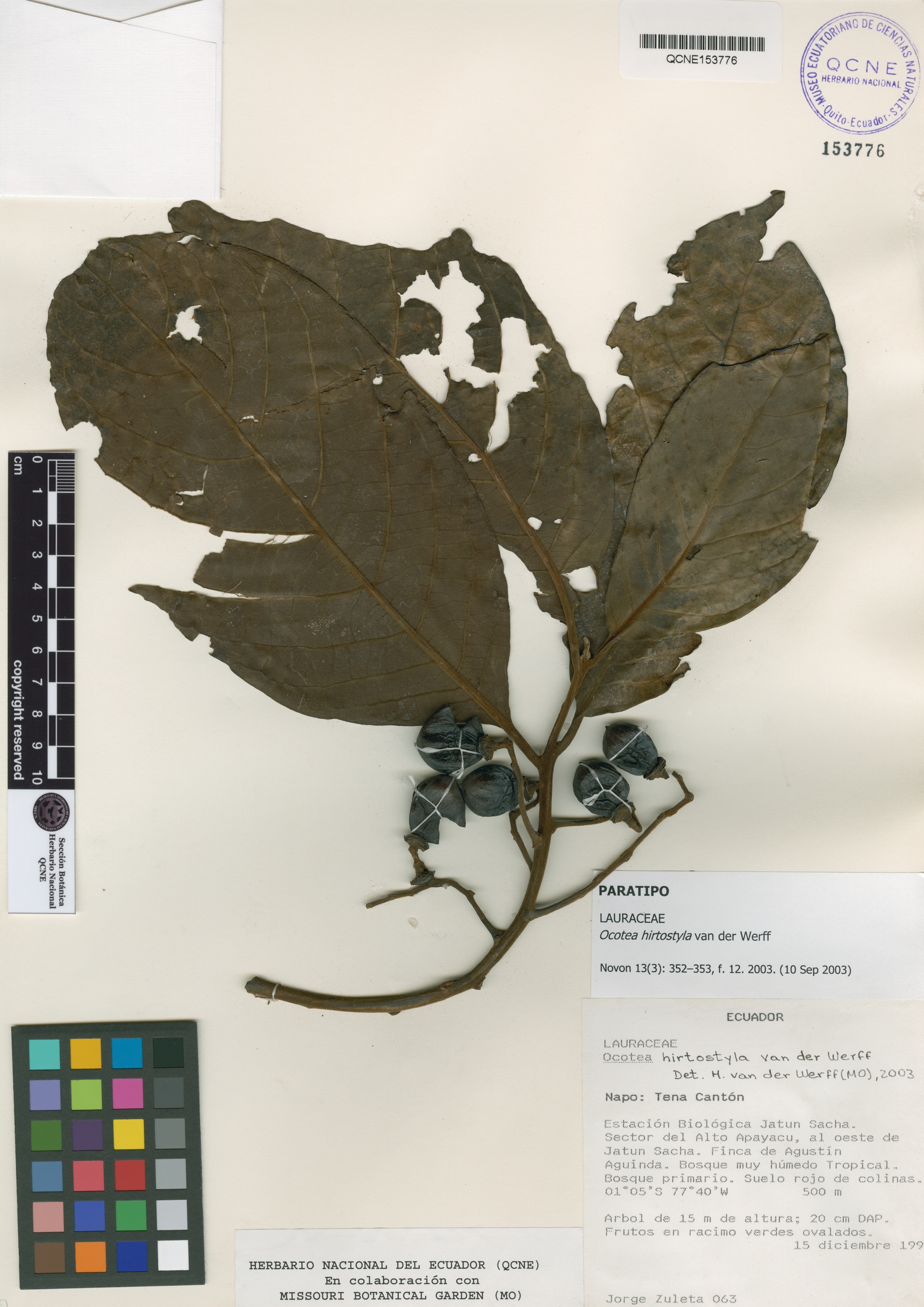 Ocotea hirtostyla image