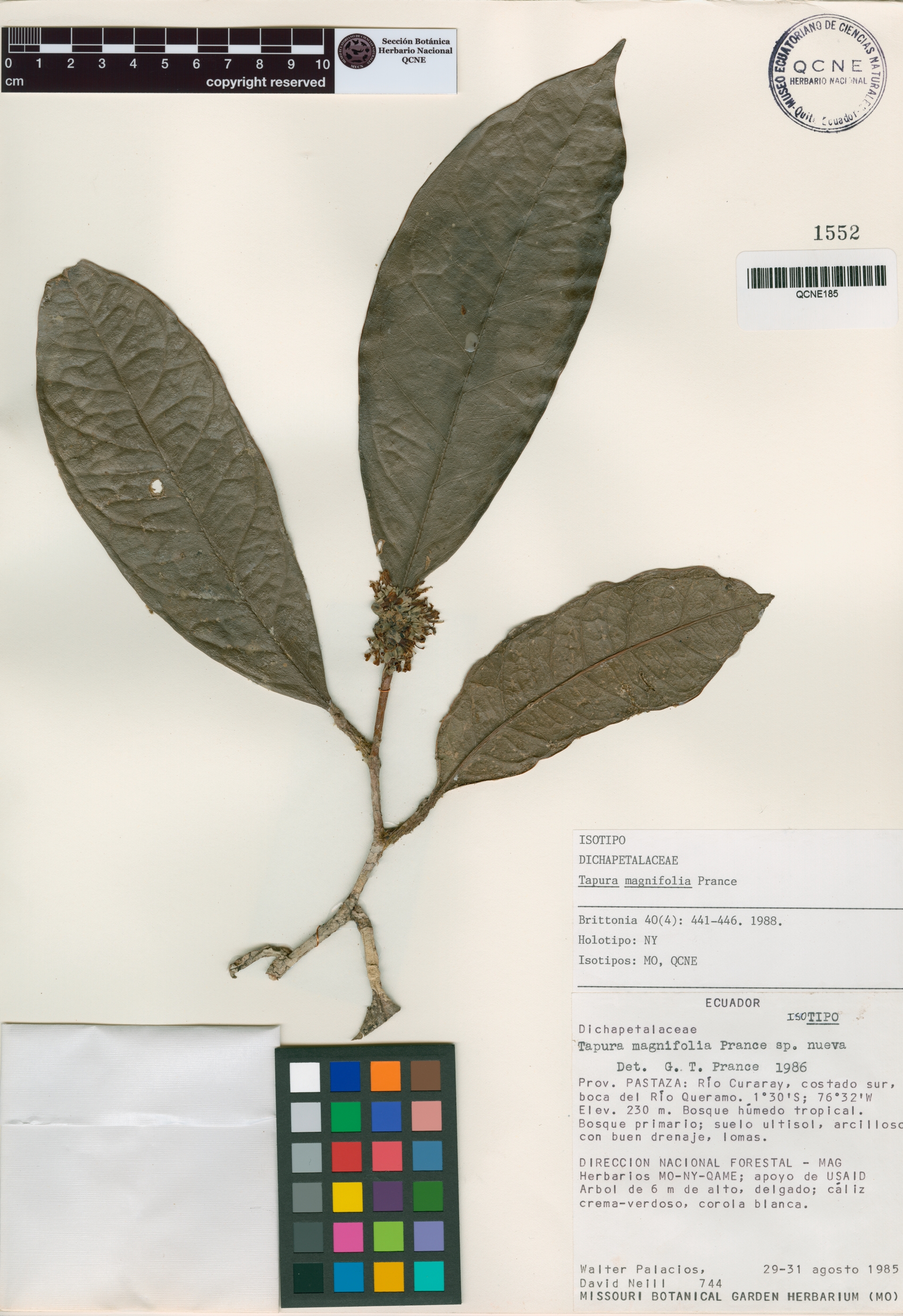 Tapura magnifolia image