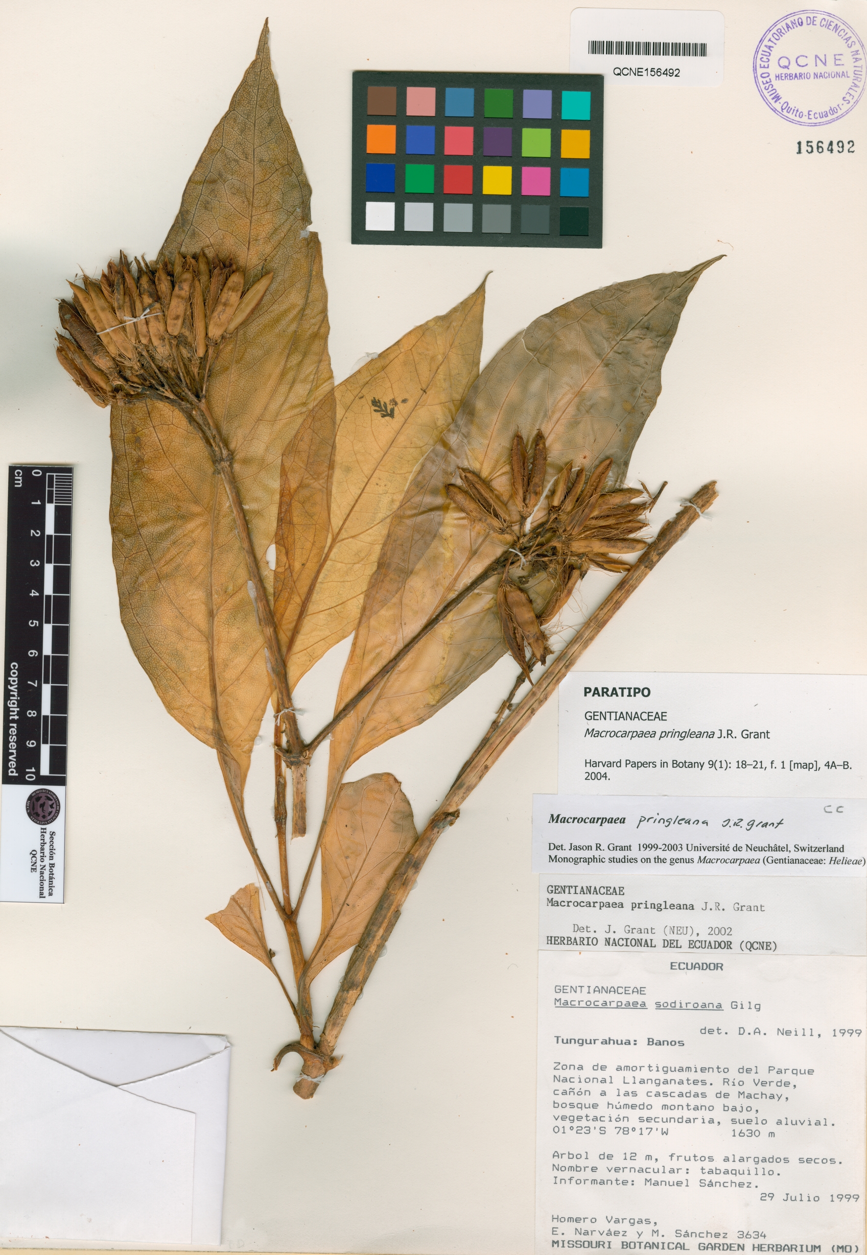 Macrocarpaea pringleana image