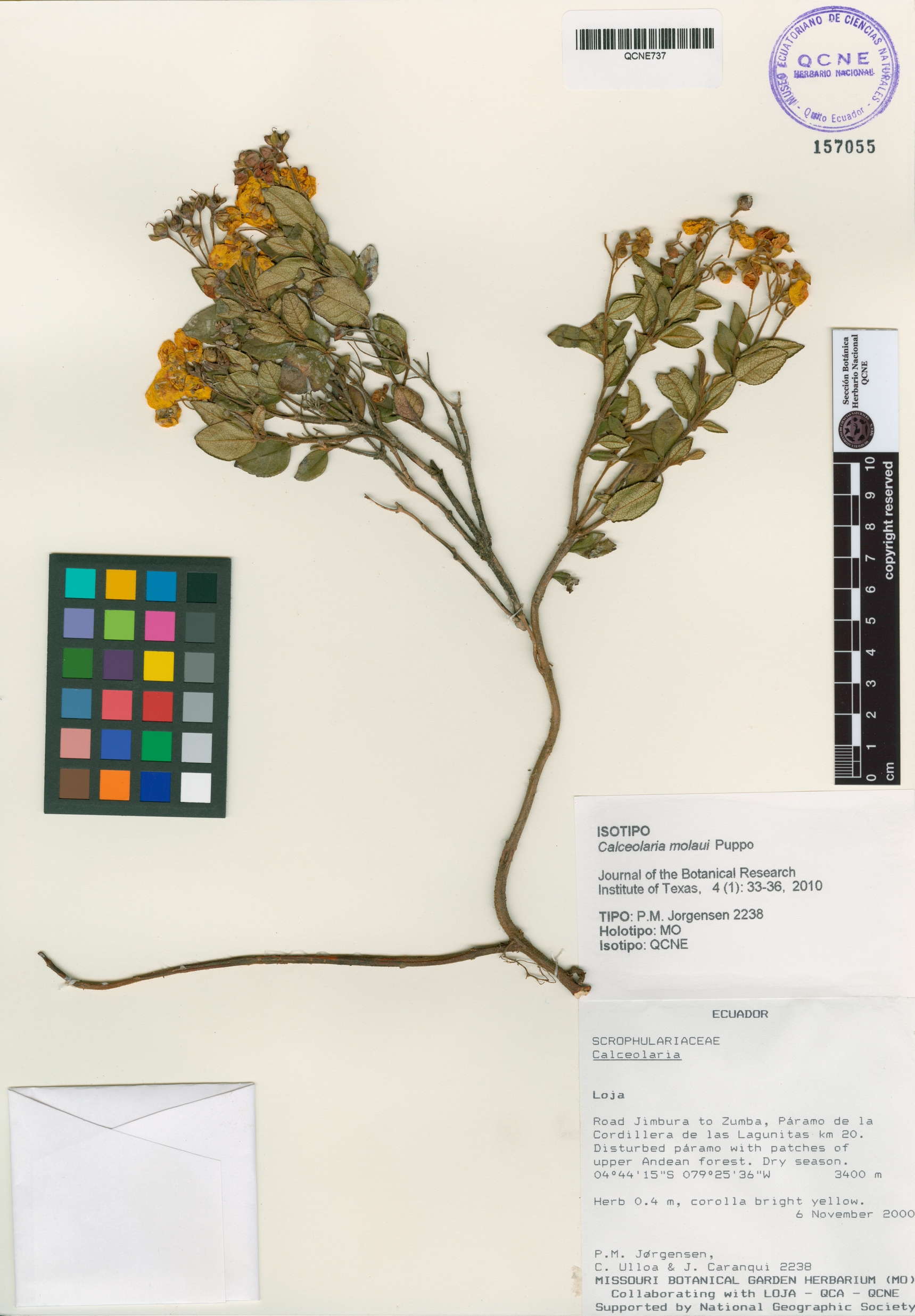 Calceolaria molaui image