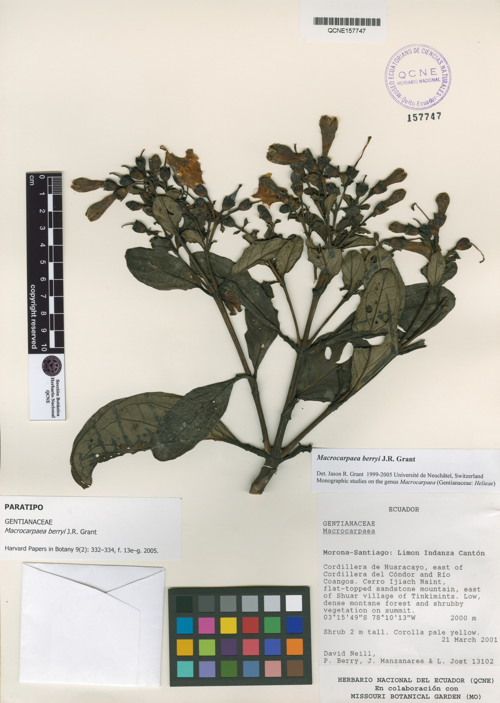 Macrocarpaea berryi image