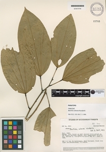 Image of Bauhinia arborea