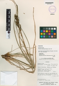 Pitcairnia cataractae image