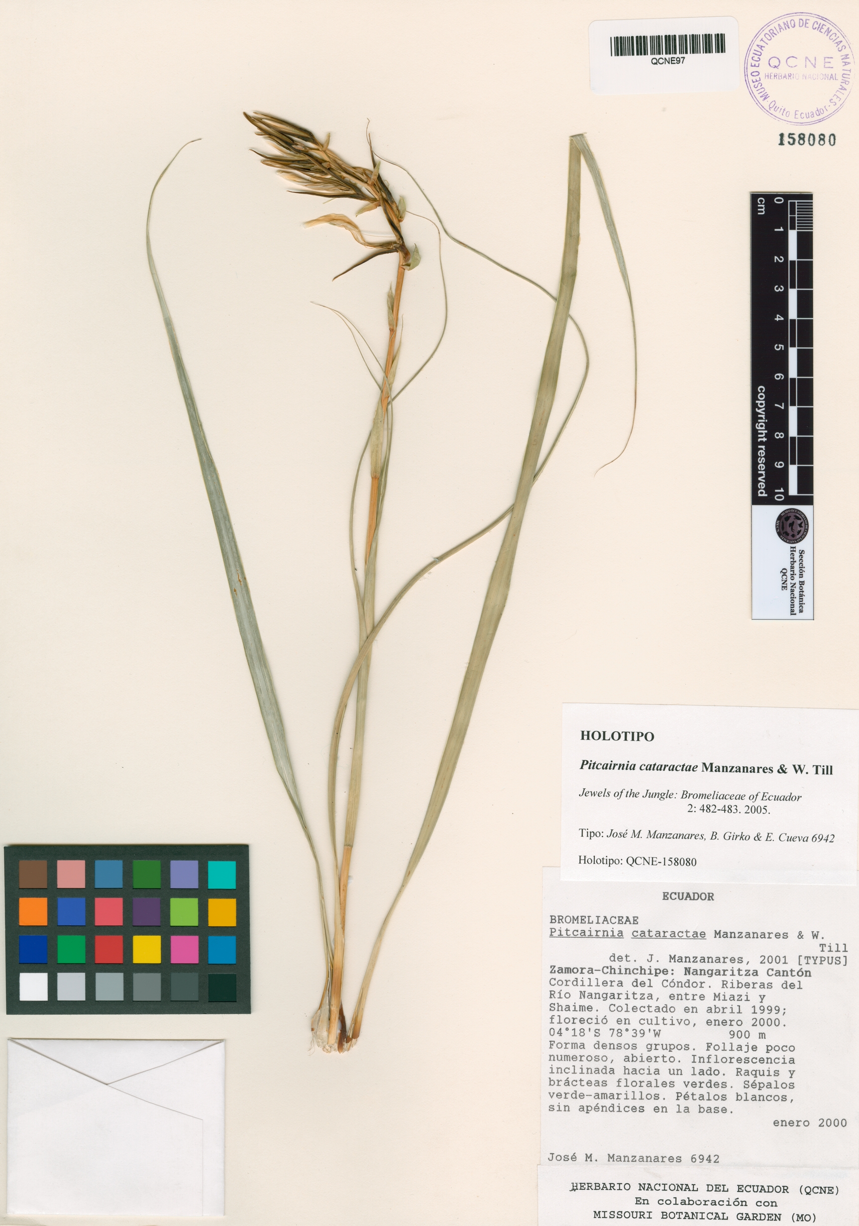 Pitcairnia cataractae image