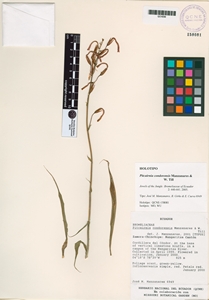 Pitcairnia condorensis image