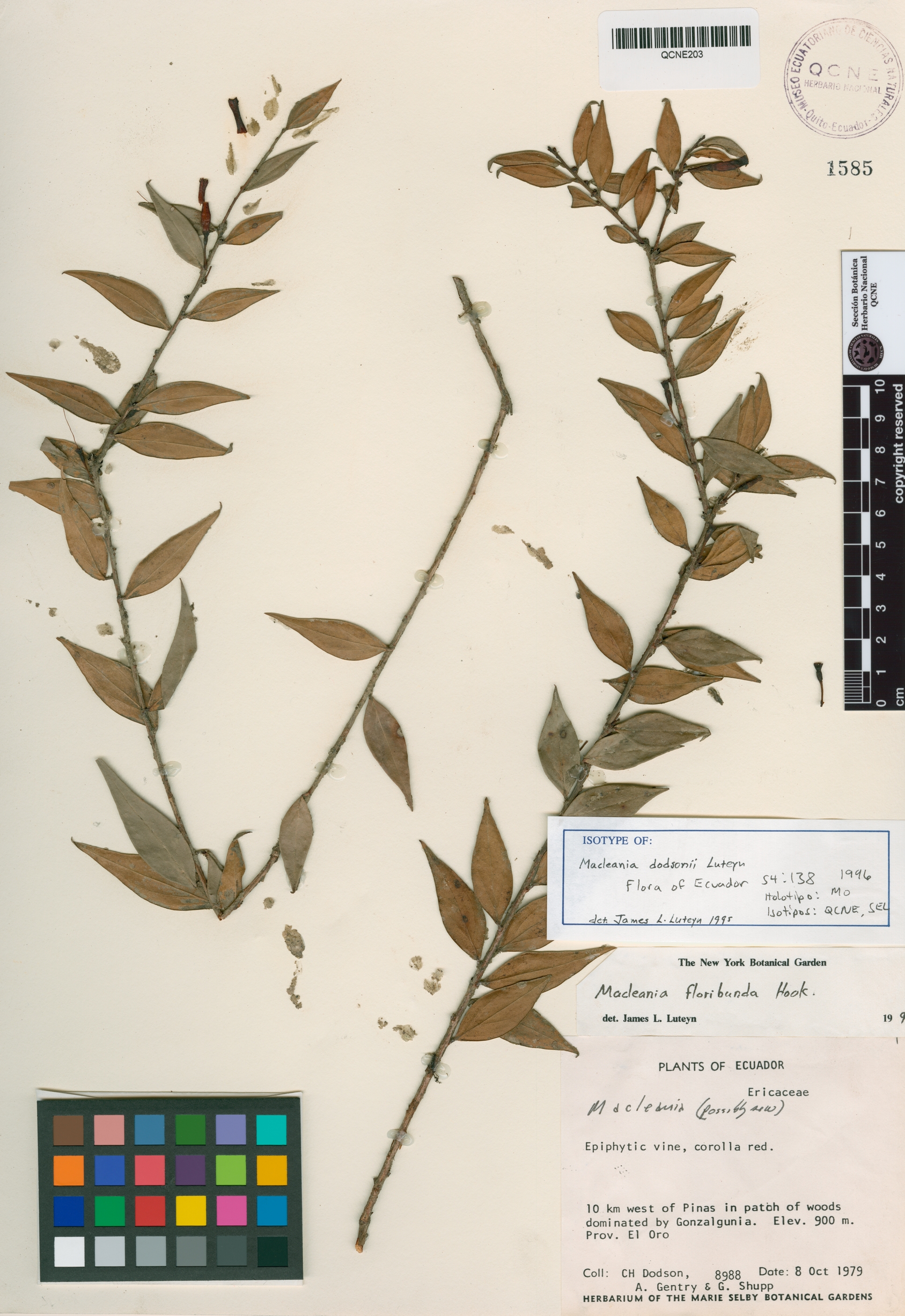 Macleania dodsonii image