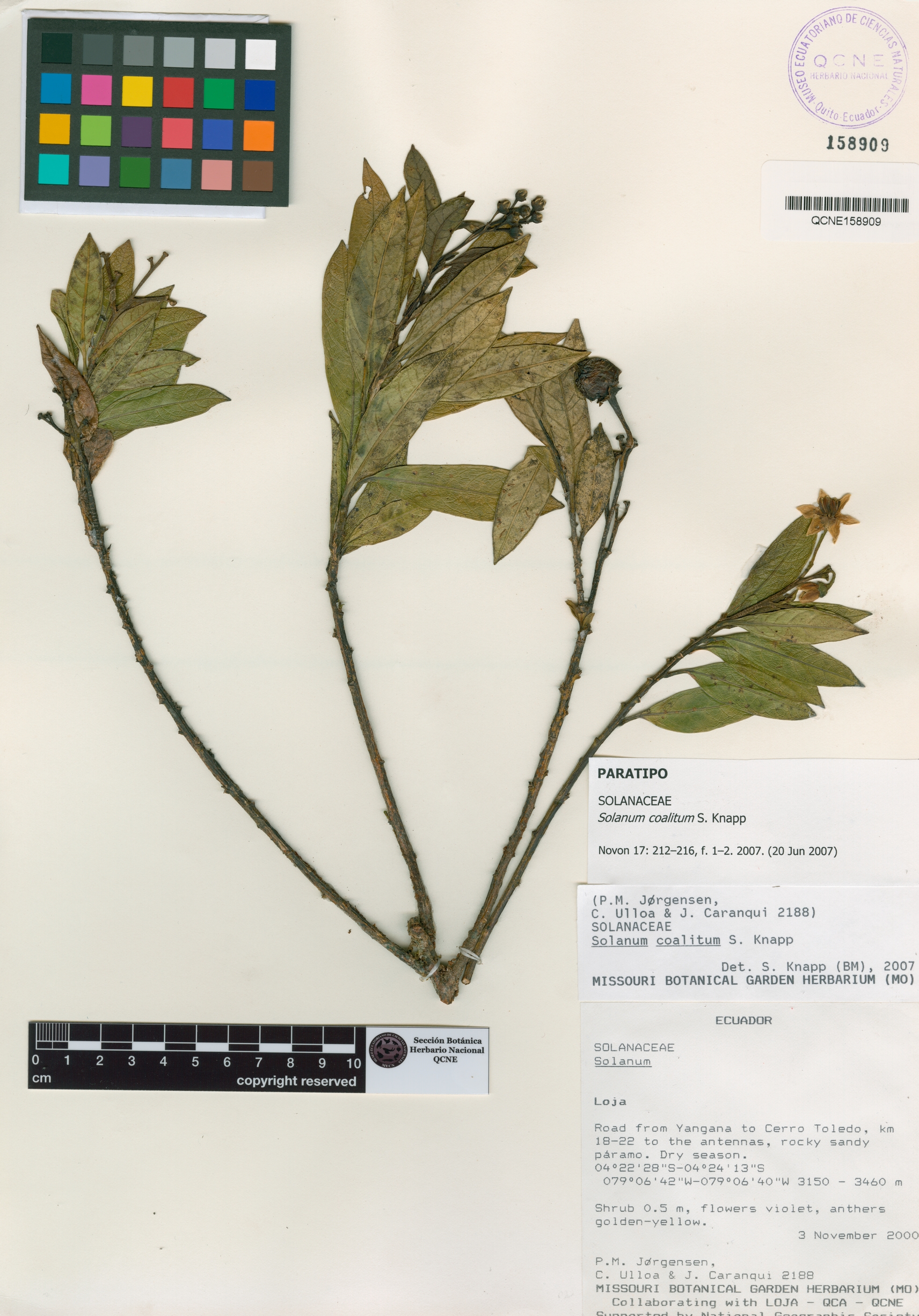 Solanum coalitum image