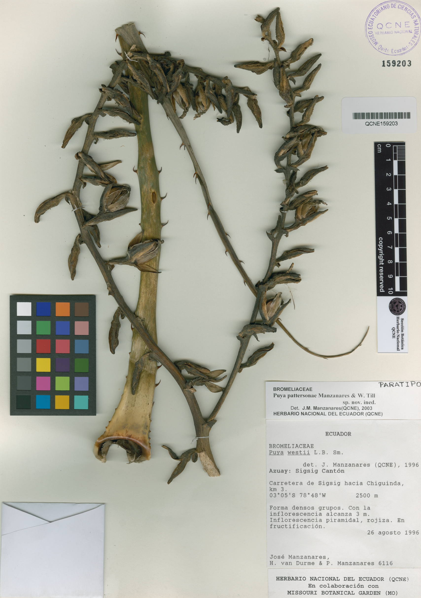 Puya pattersoniae image