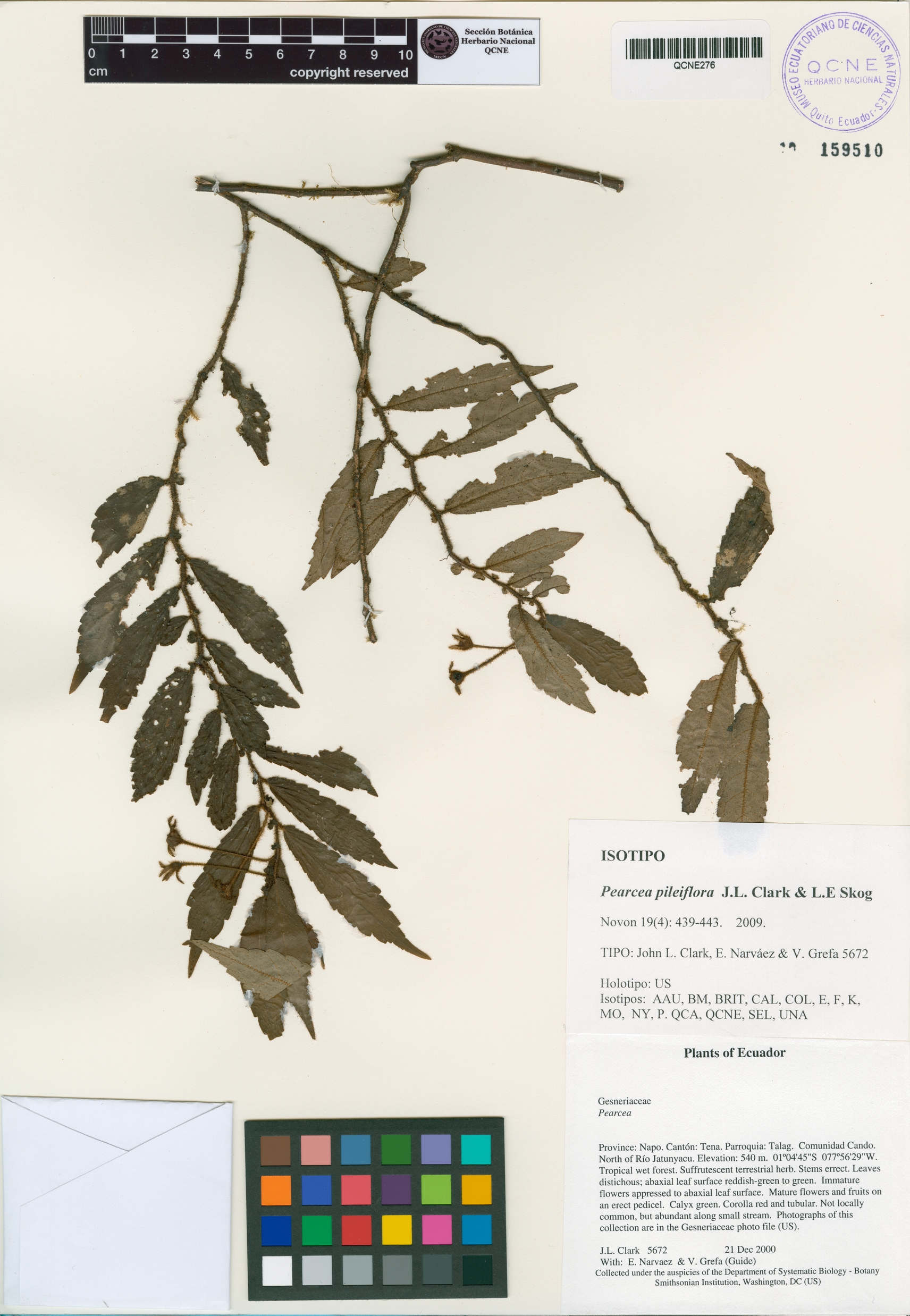 Pearcea pileifolia image