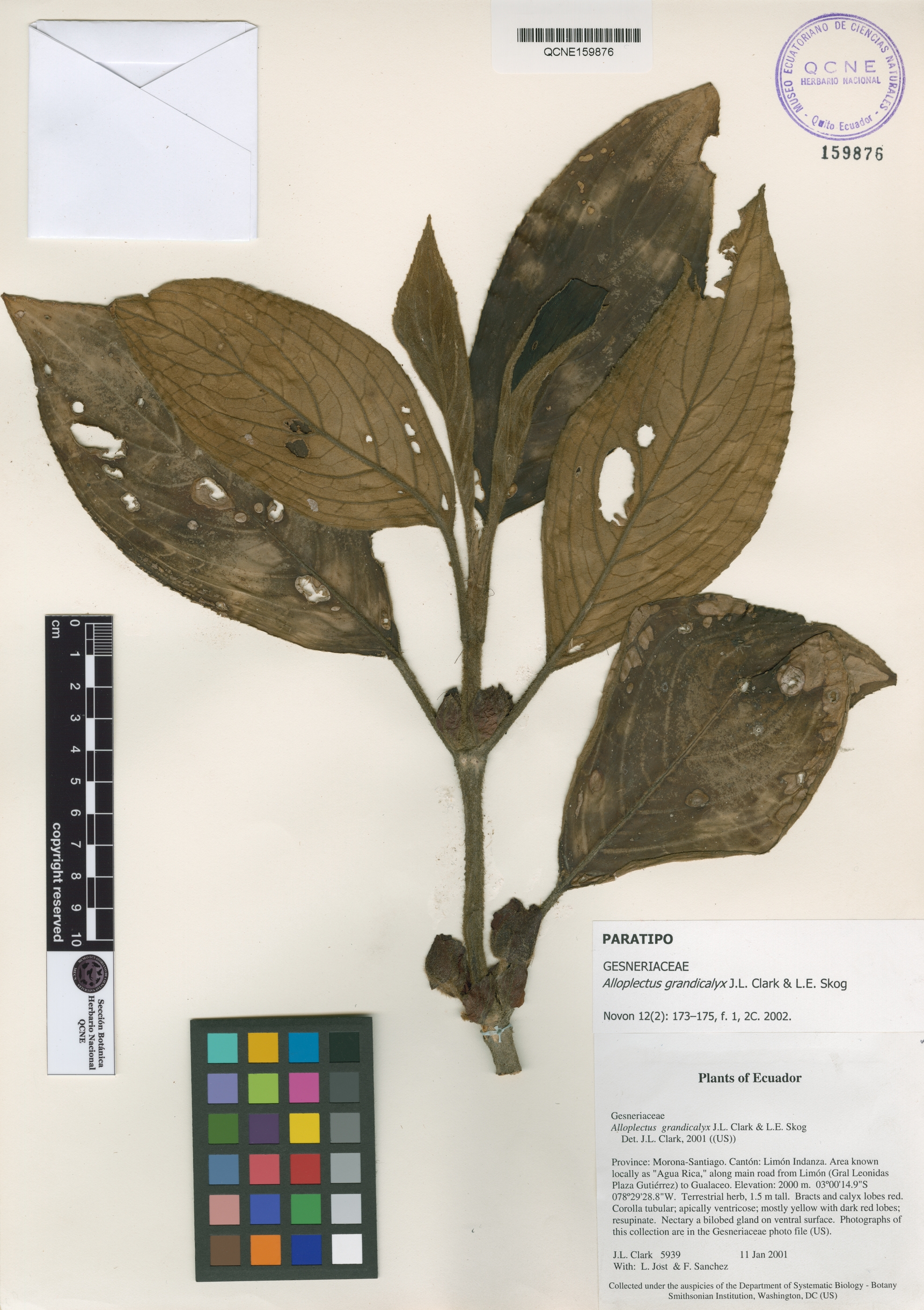 Alloplectus grandicalyx image