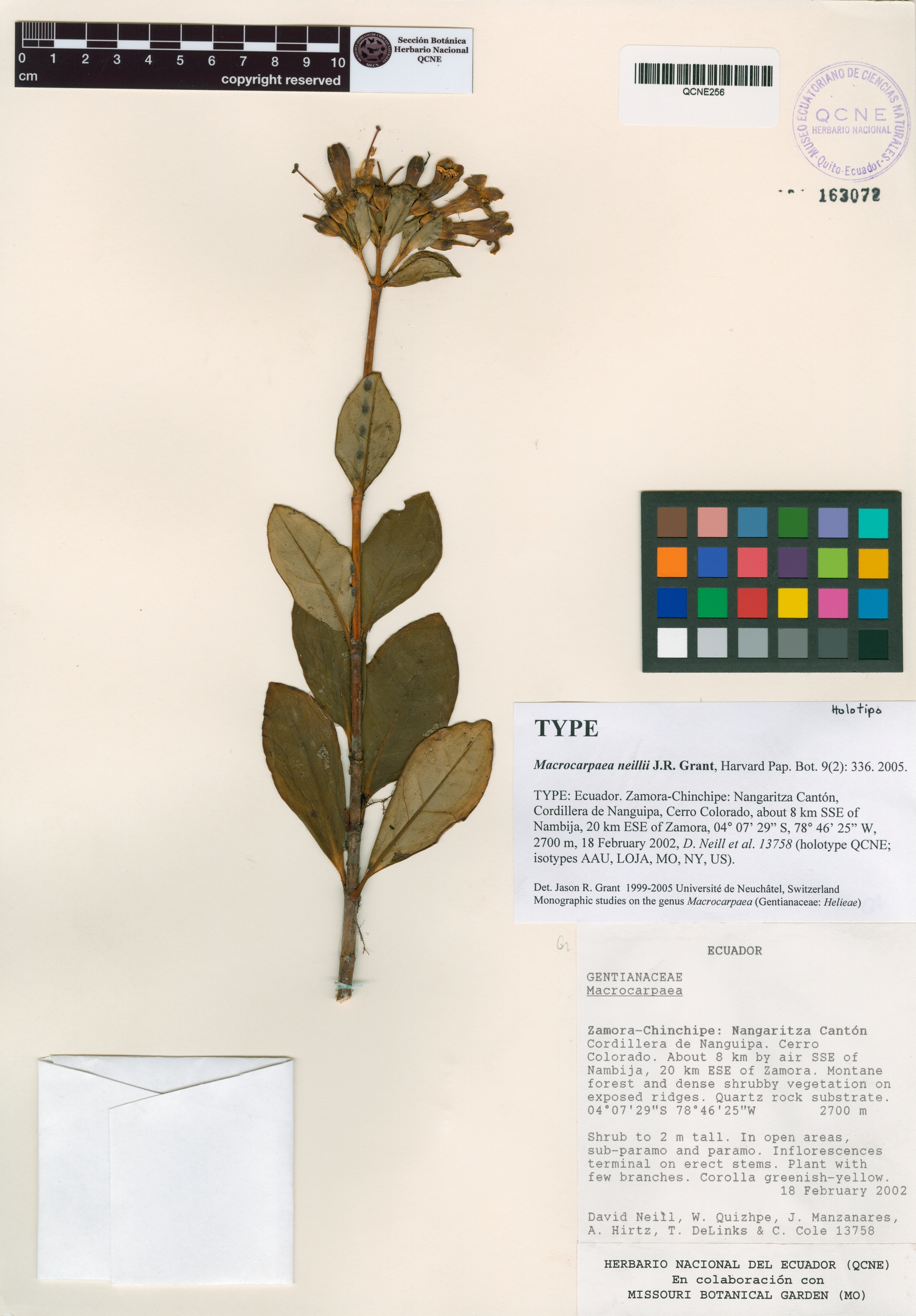 Macrocarpaea neillii image