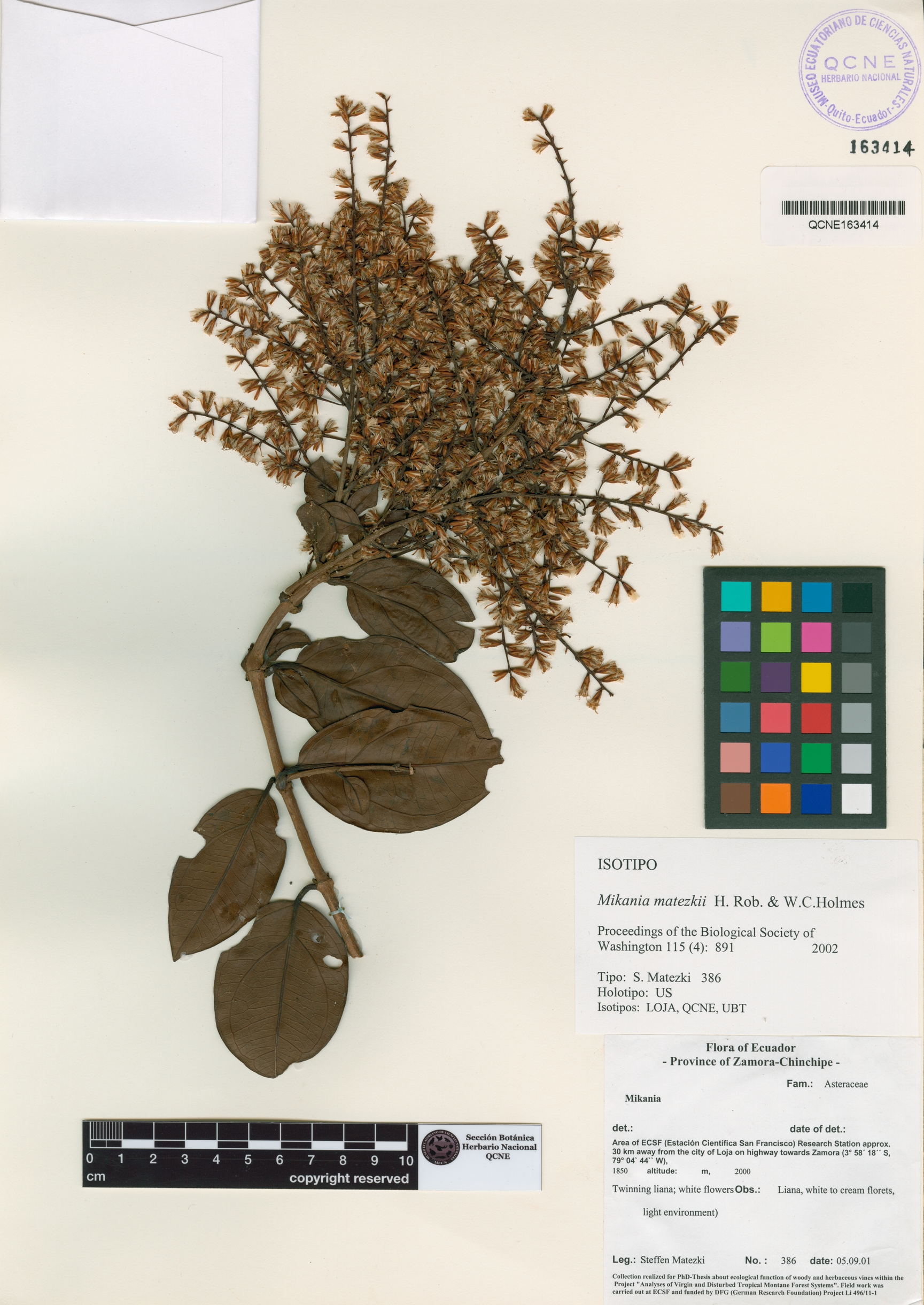 Mikania matezkii image