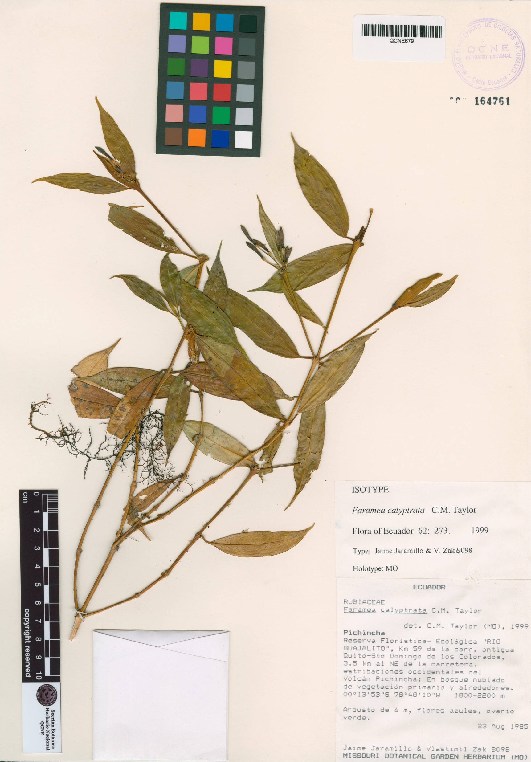 Faramea calyptrata image