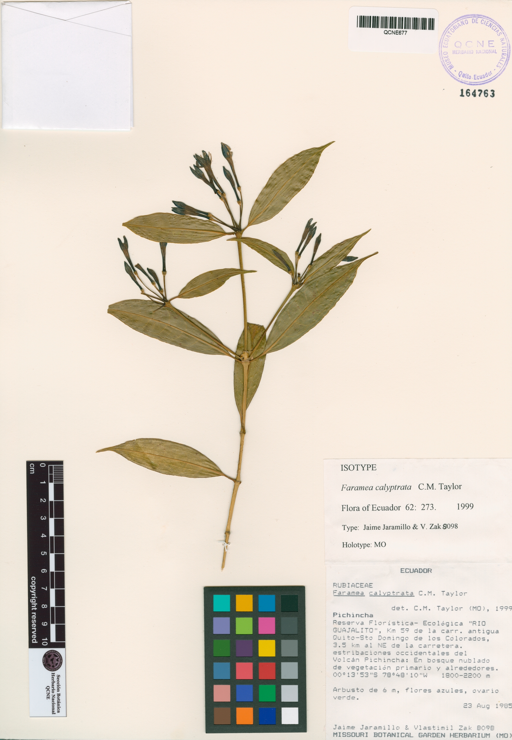 Faramea calyptrata image