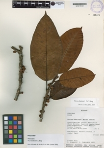 Image of Ficus dodsonii