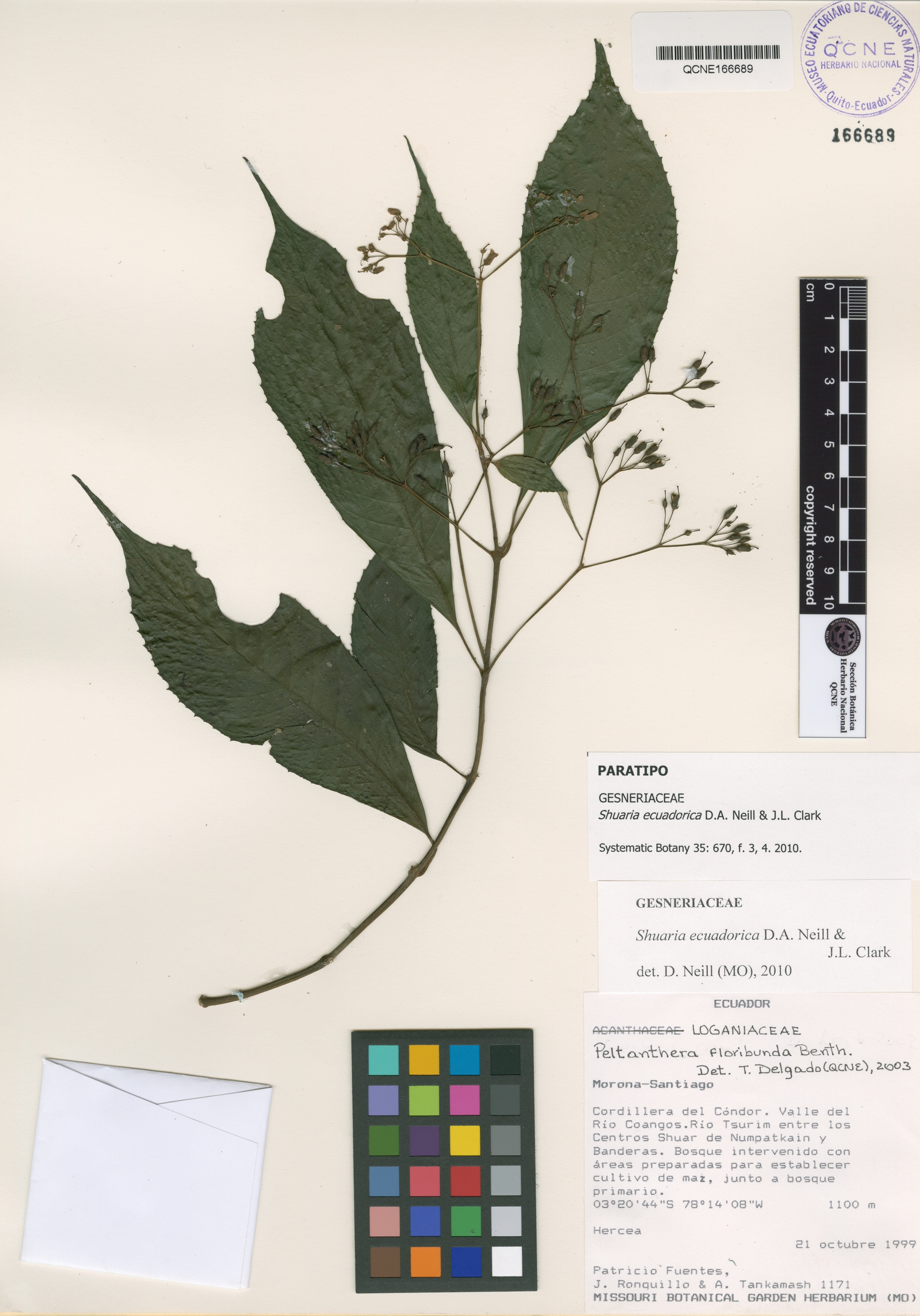 Shuaria ecuadorica image