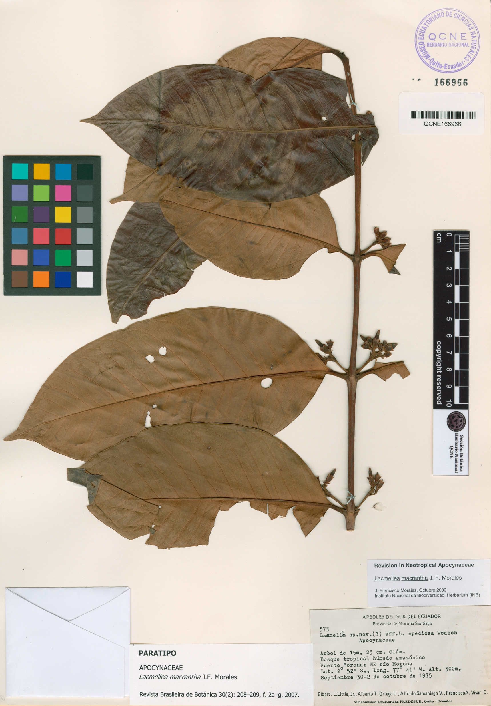 Lacmellea macrantha image