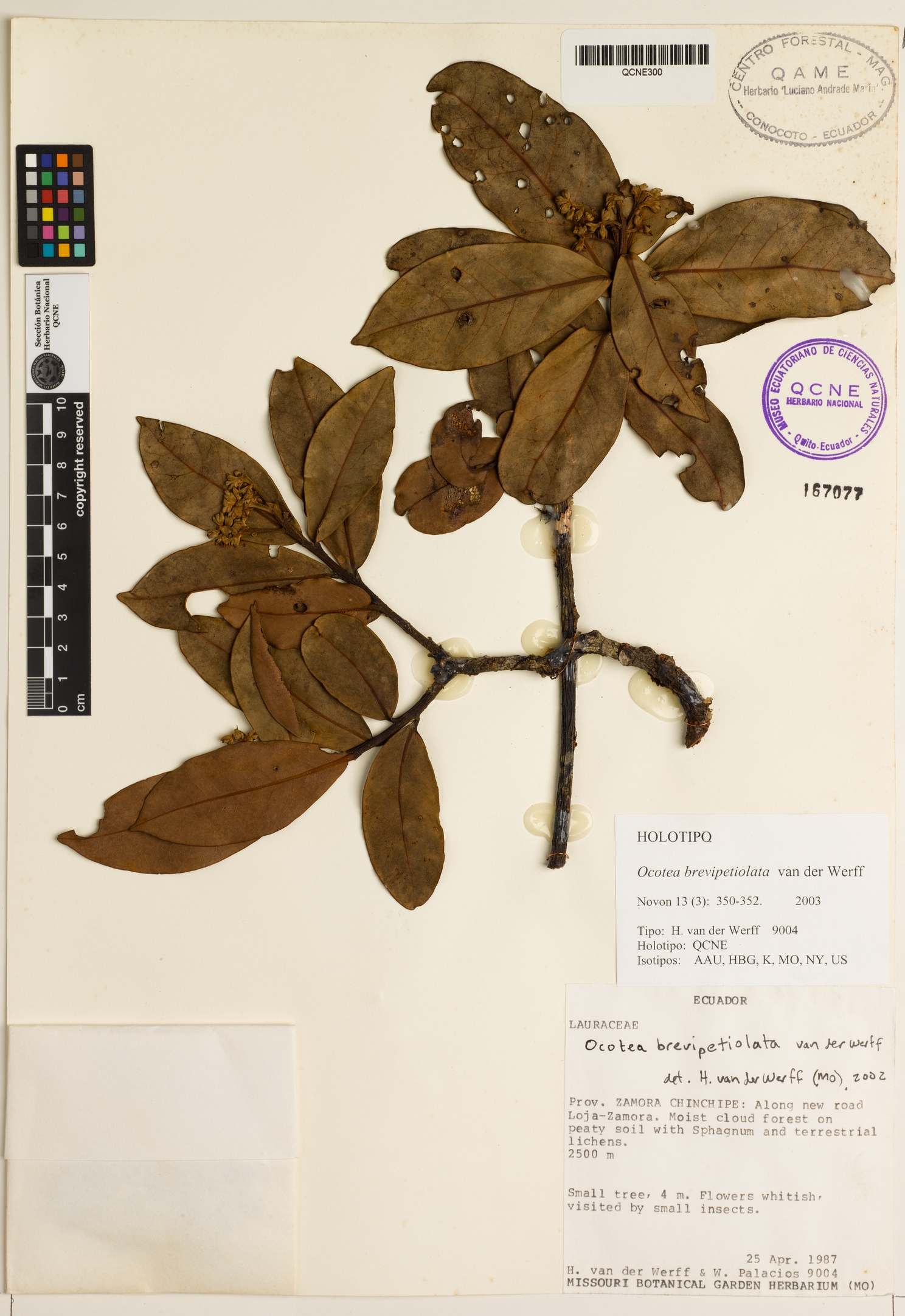 Ocotea brevipetiolata image