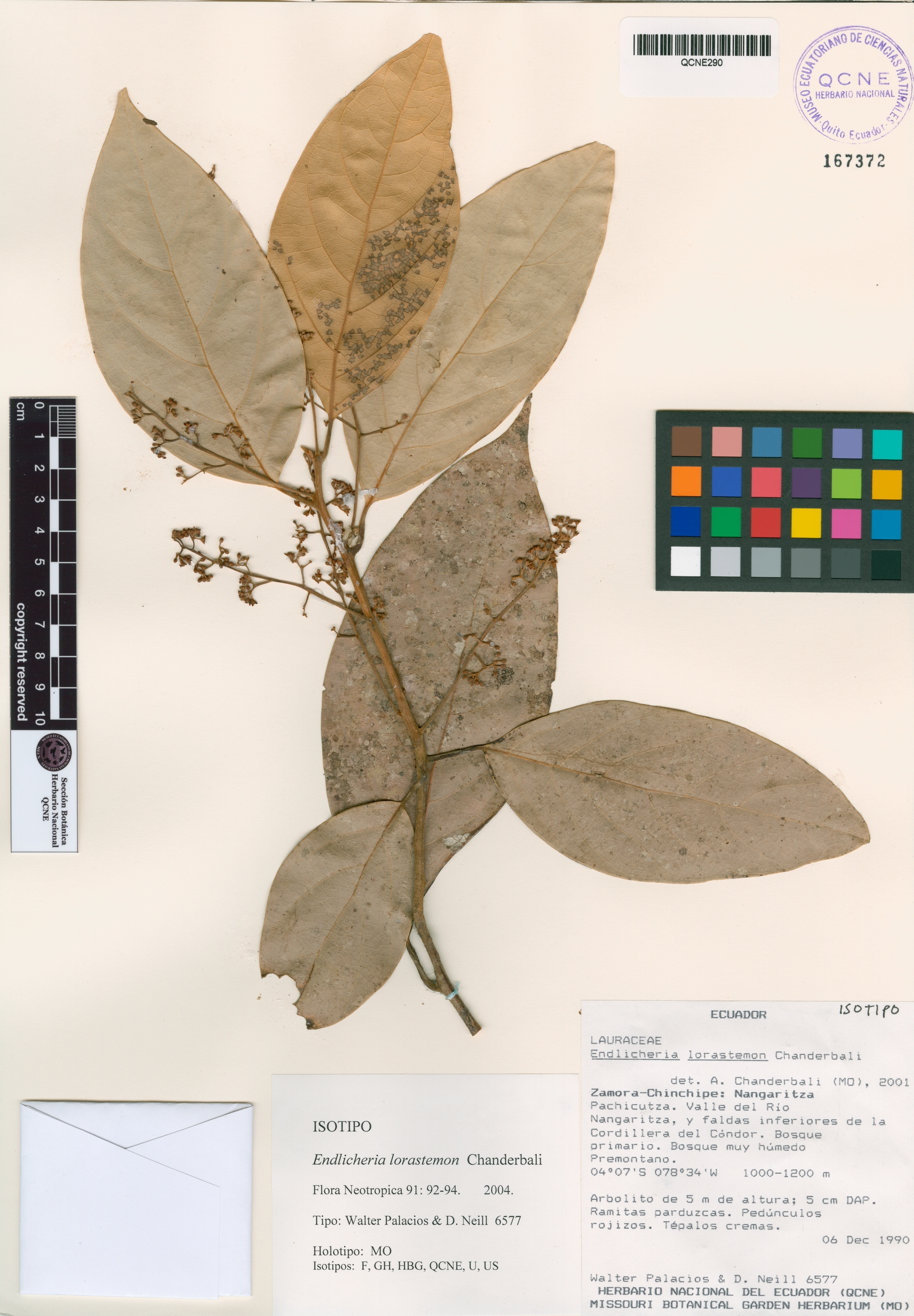 Endlicheria lorastemon image