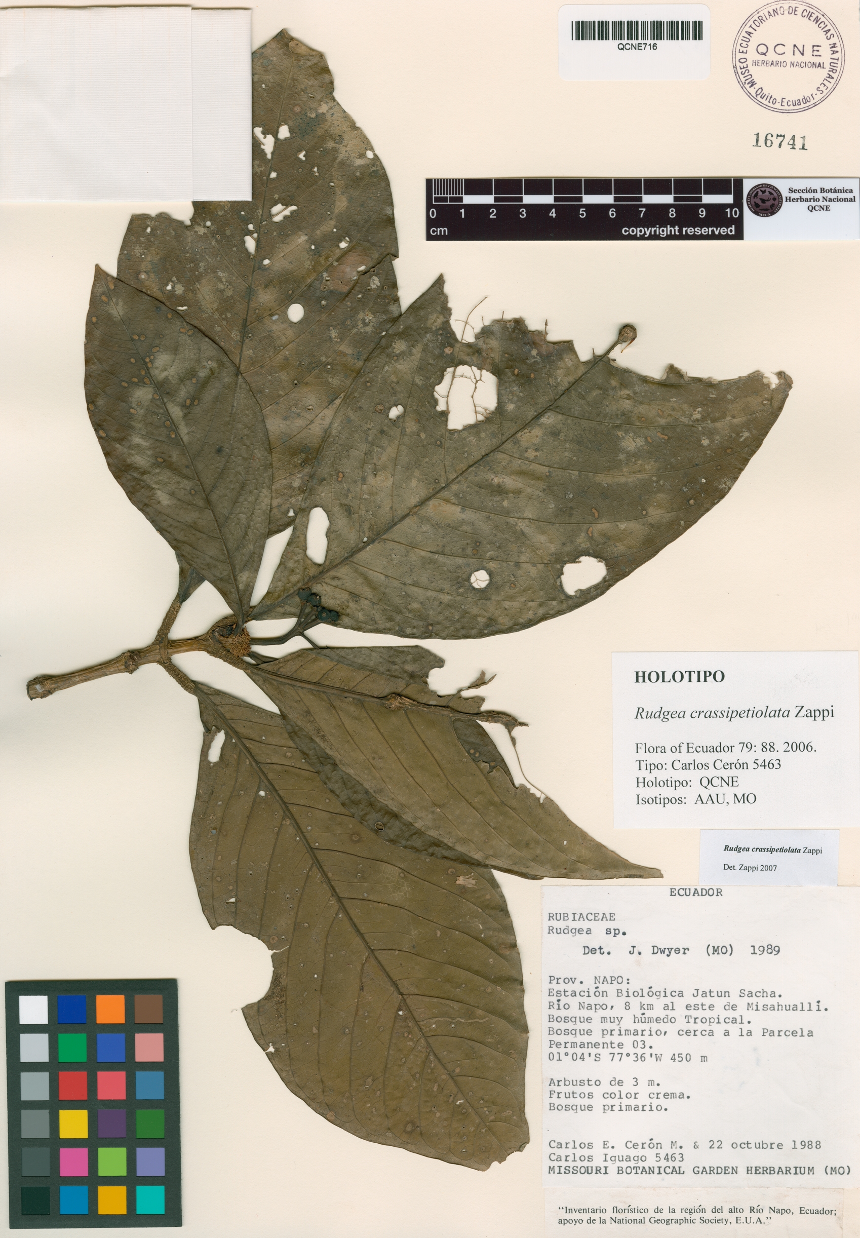 Rudgea crassipetiolata image